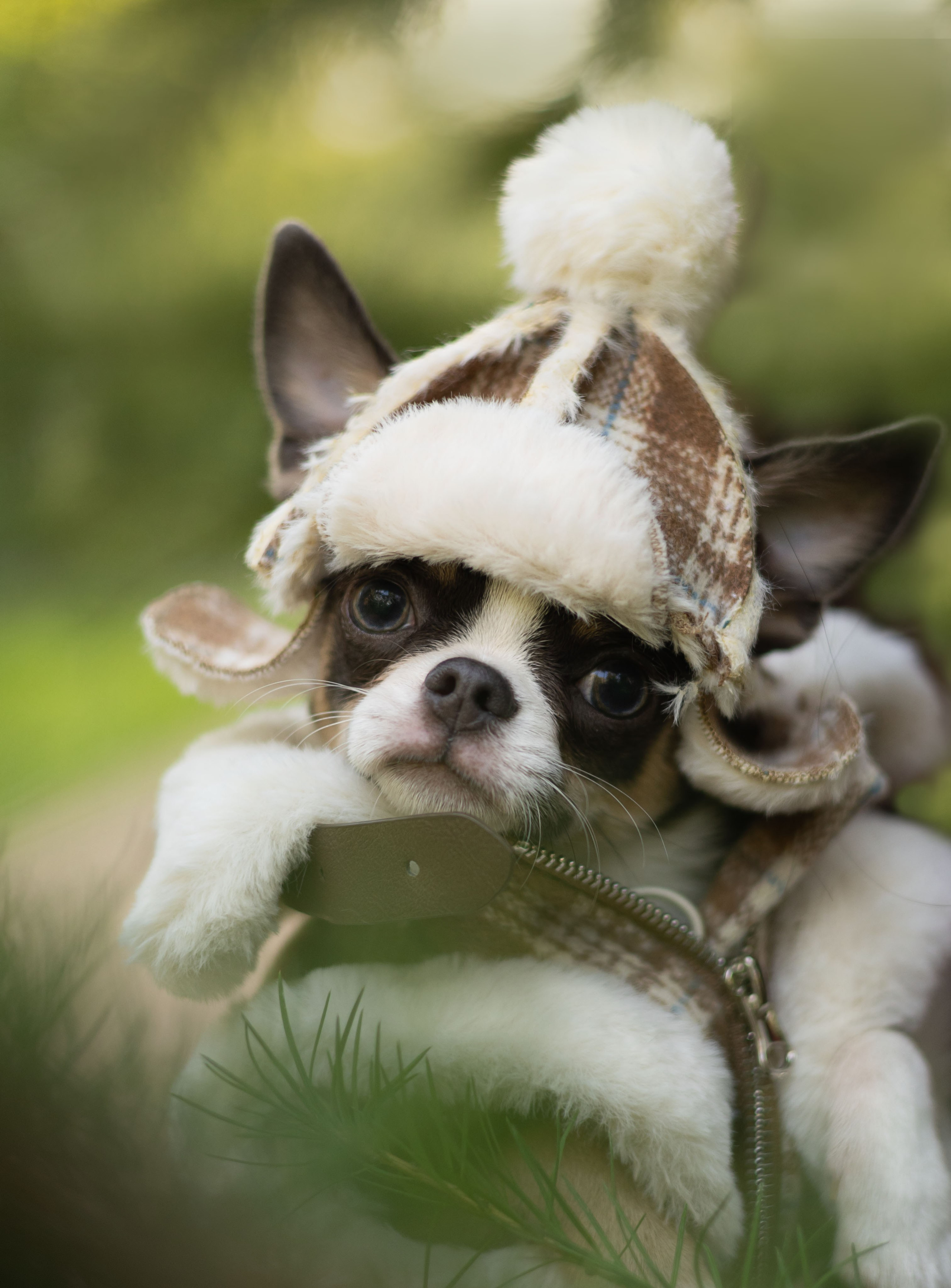 Лера и Пряня. Фотограф животных Евгения Верцинская