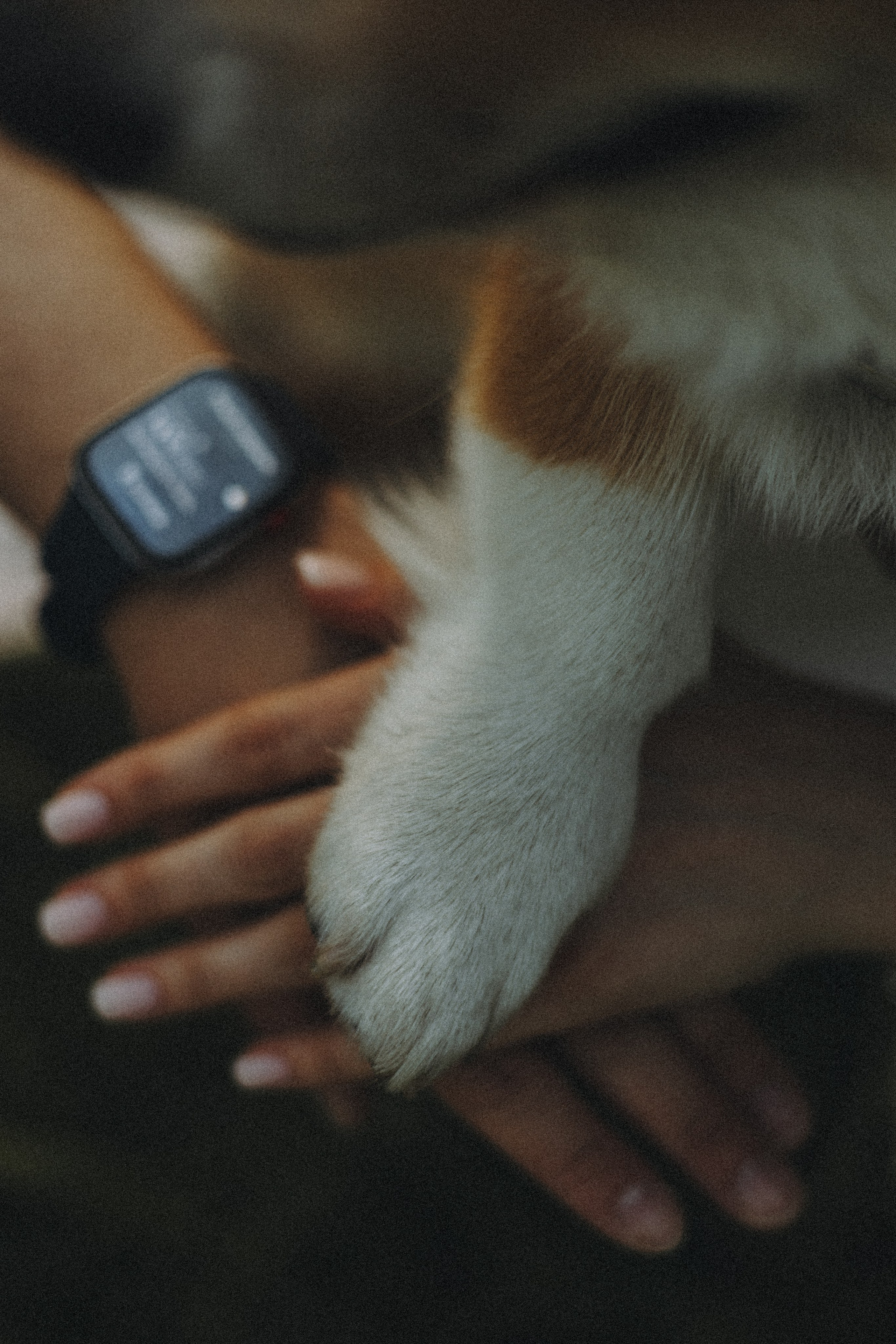 Наташа, Роман и Тео. Фотограф животных Евгения Верцинская