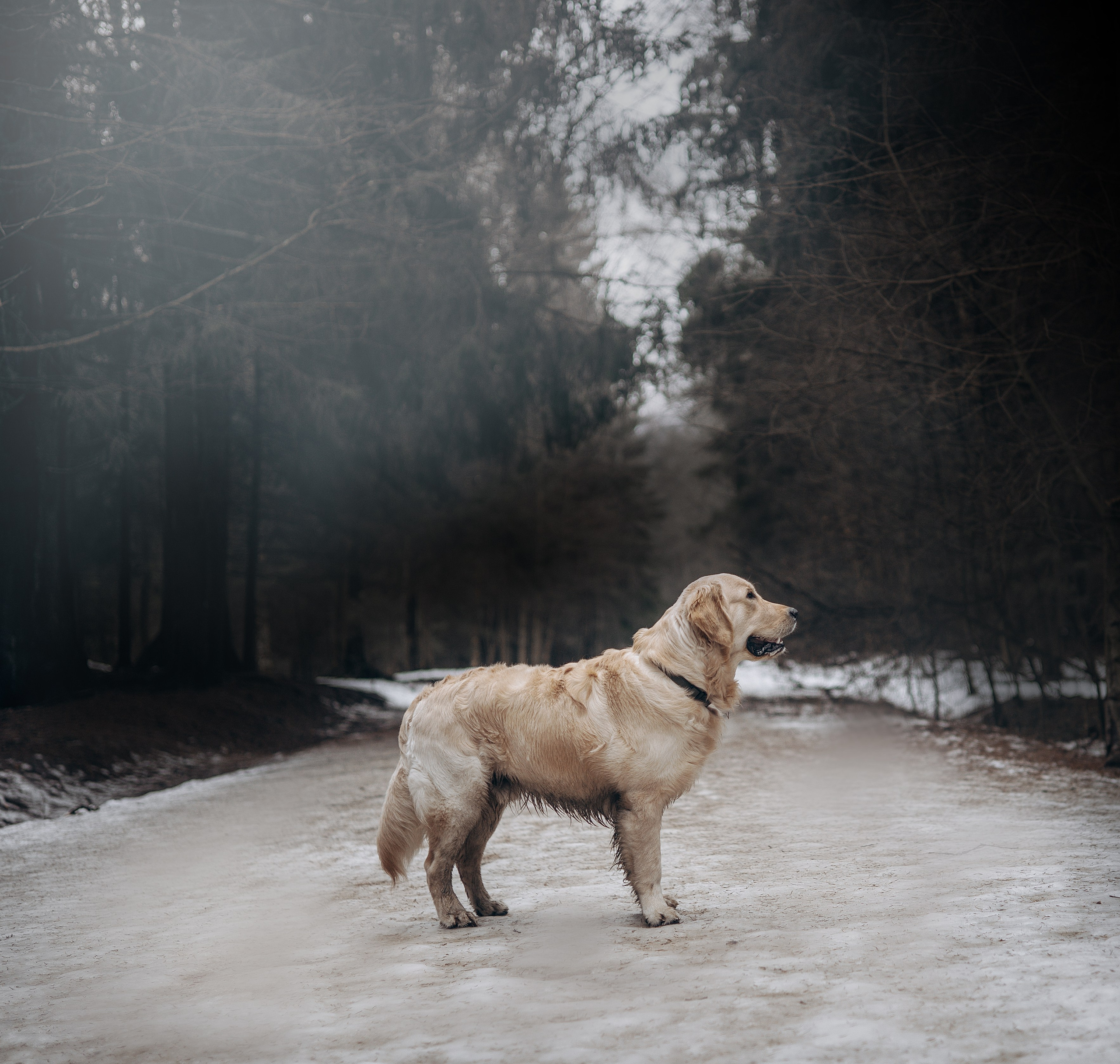 Елена и Сэм. Фотограф животных Евгения Верцинская