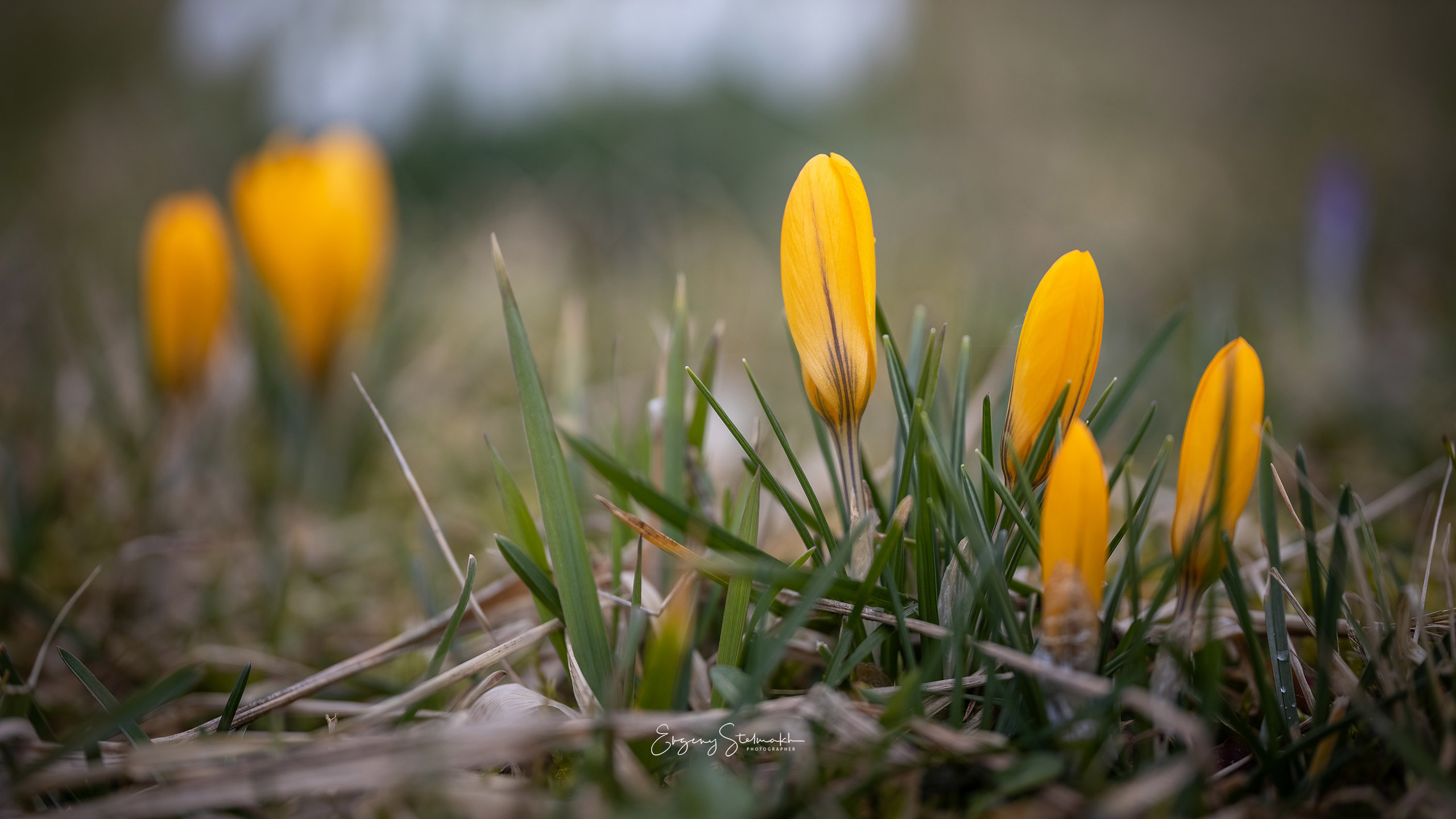 Первые Крокусы