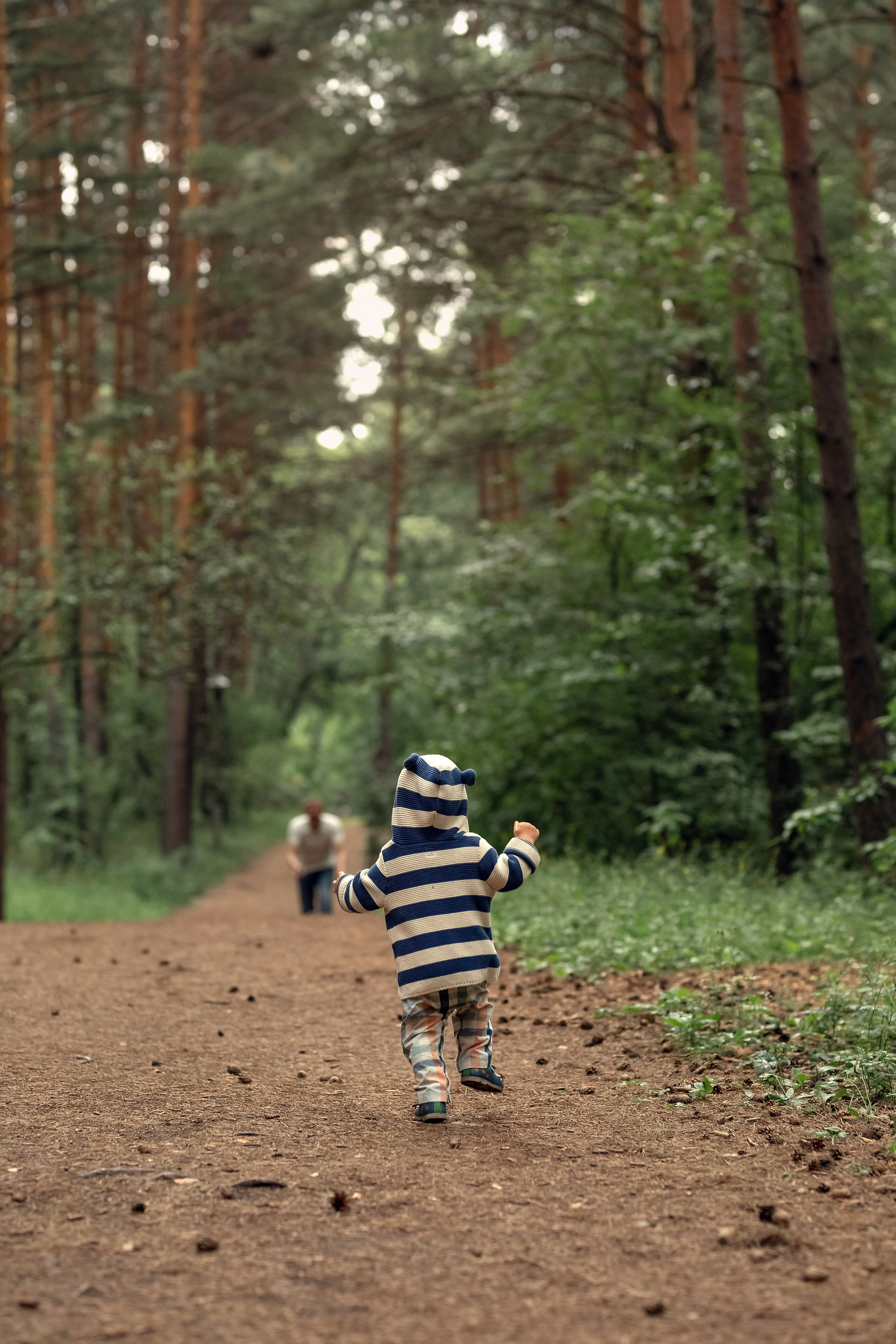 Сосны. Сайт