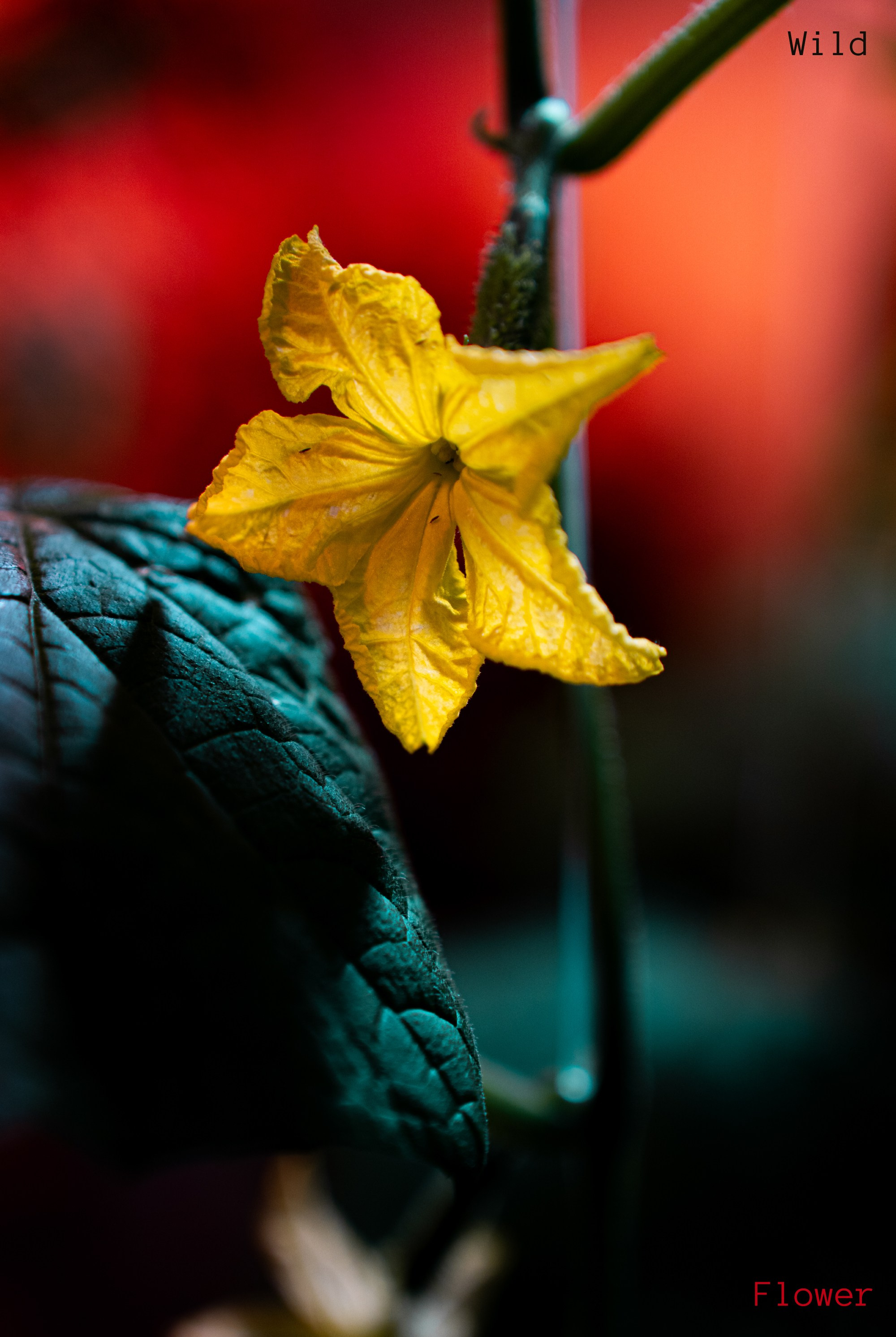 Графика. Eyecatcher Production