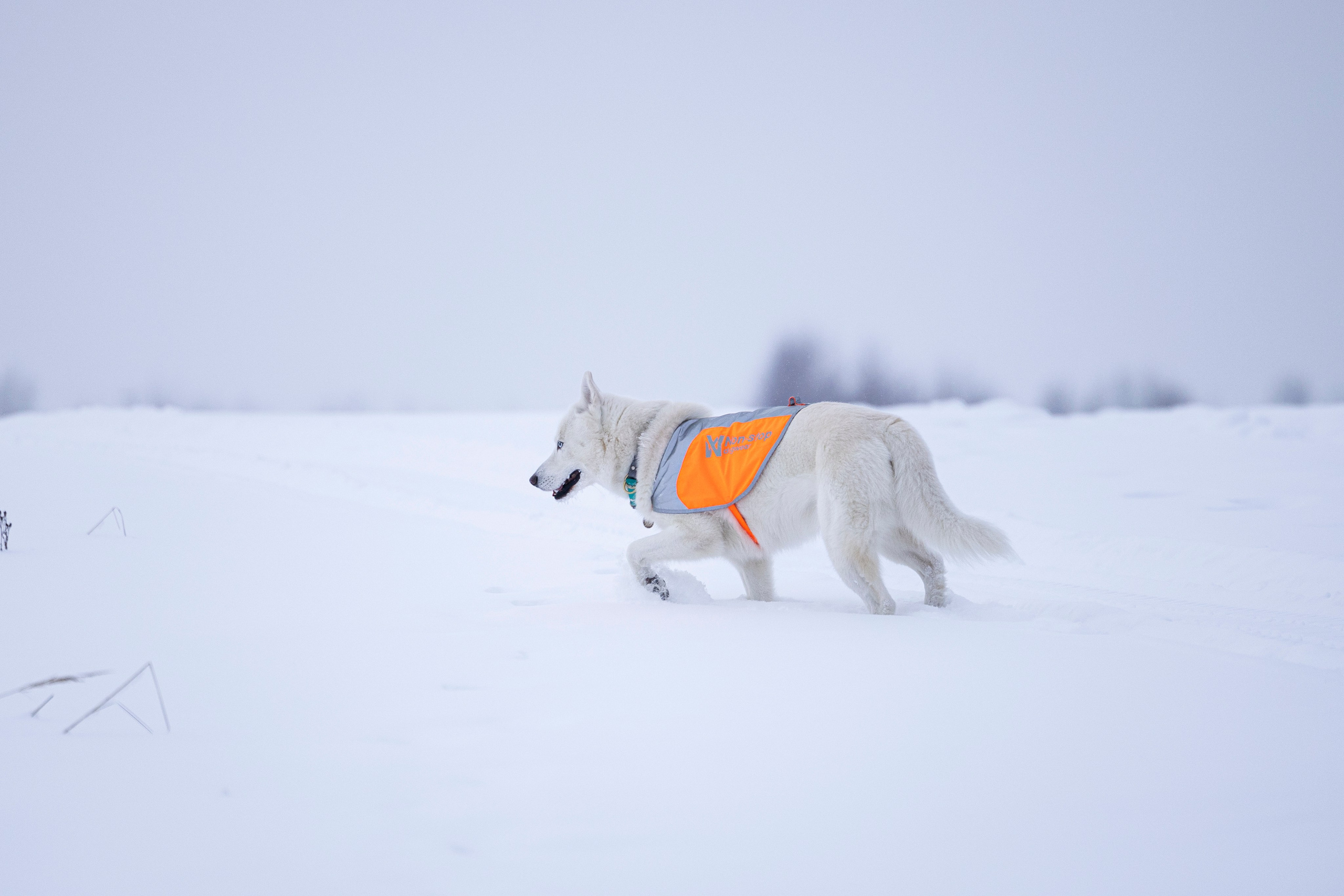 Рики и Гаруда. Фотограф-анималист Анна Маринич