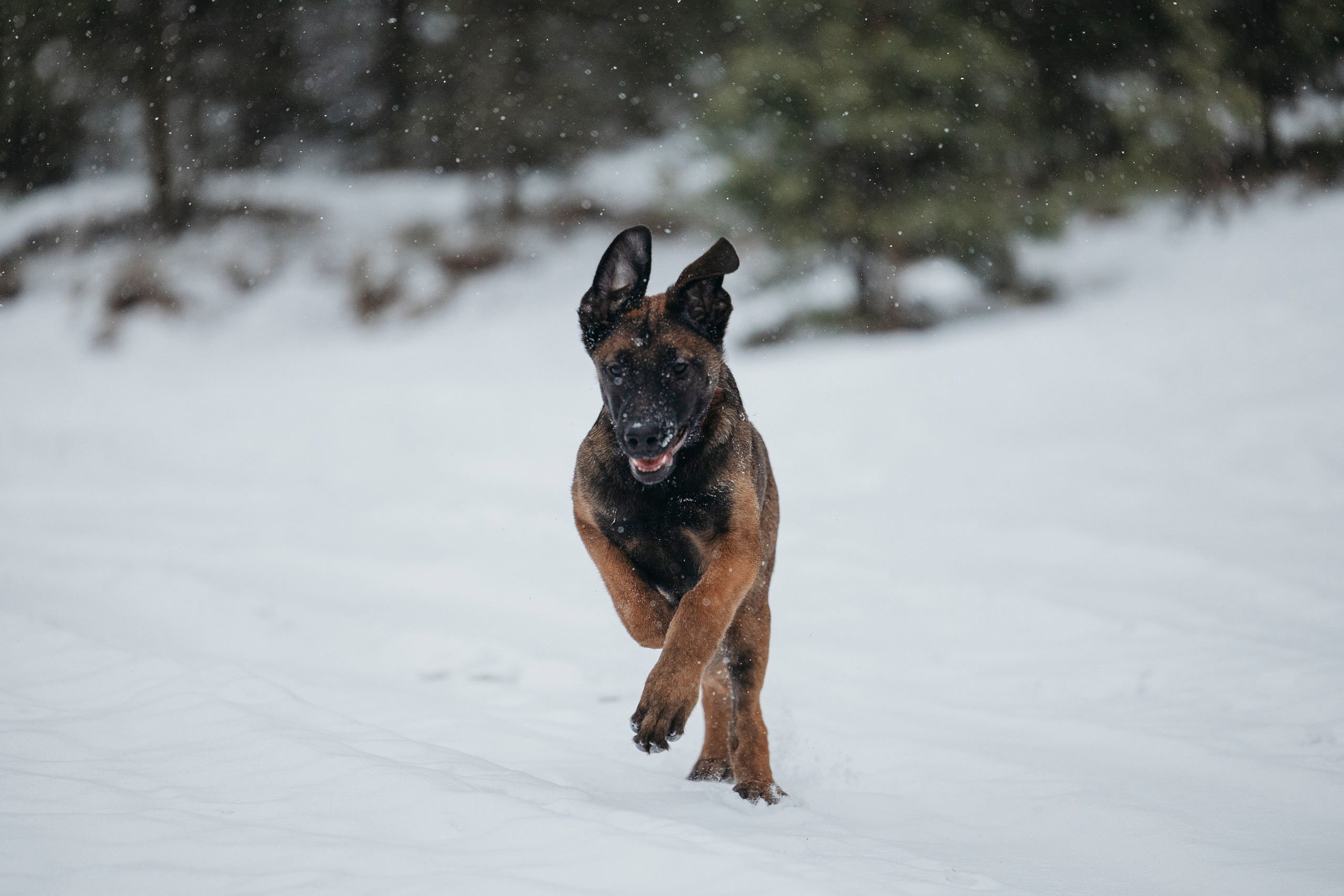 Карьер. Фотограф-анималист Анна Маринич