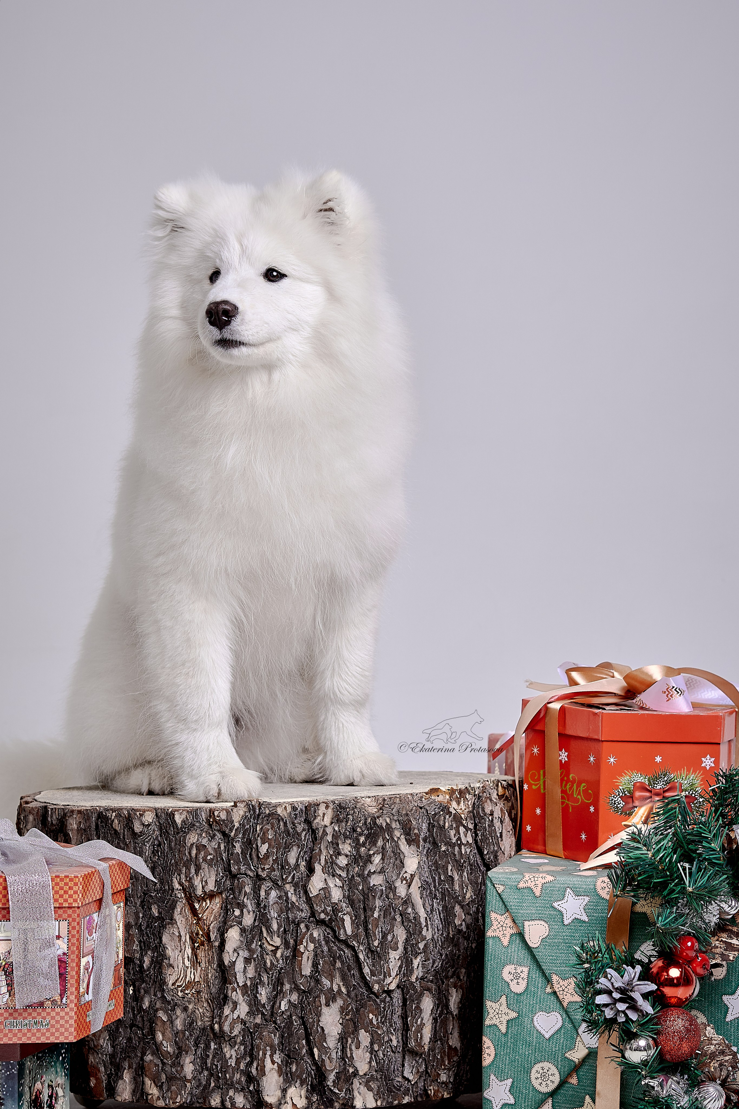 Новогоднее. Фотограф-анималист в Иркутске