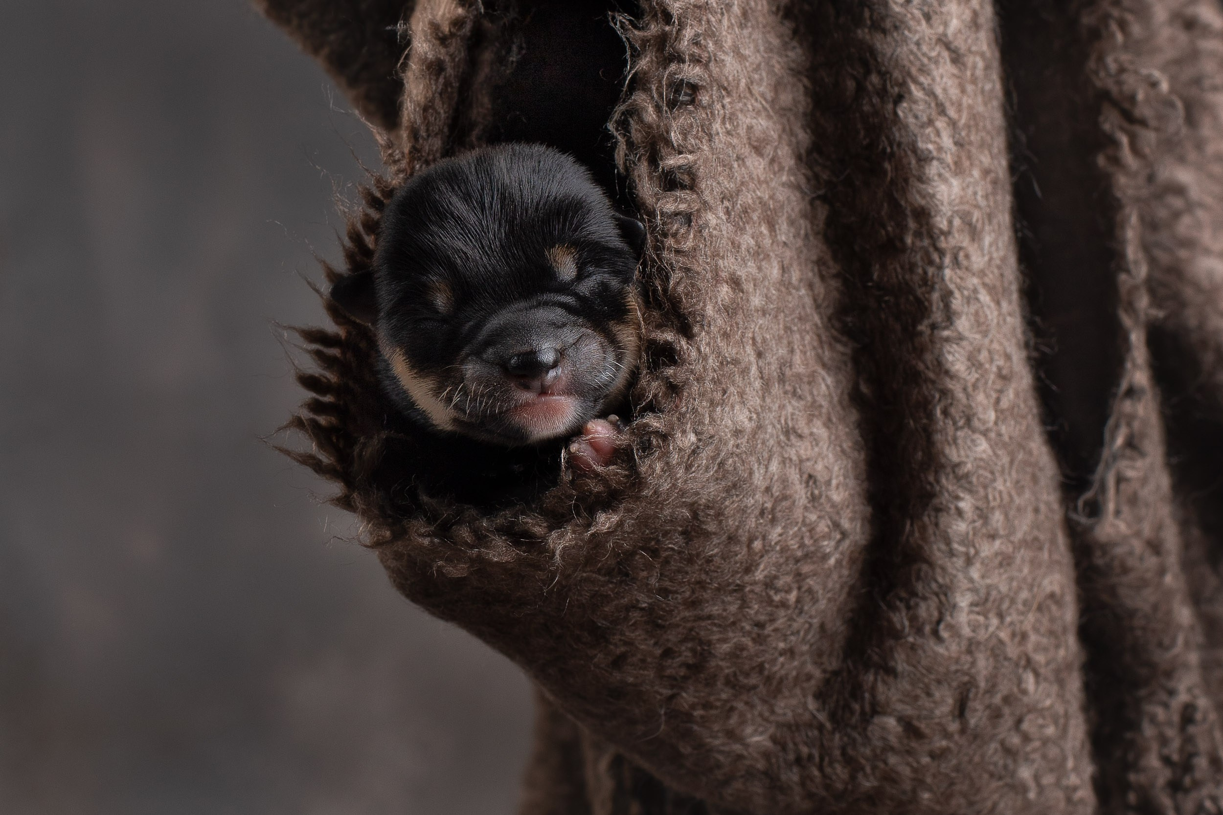 Ньюборн съемка для помета новорожденных щенков мамесиба. Фотограф-анималист в Москве и Московской области Татьяна Фролова