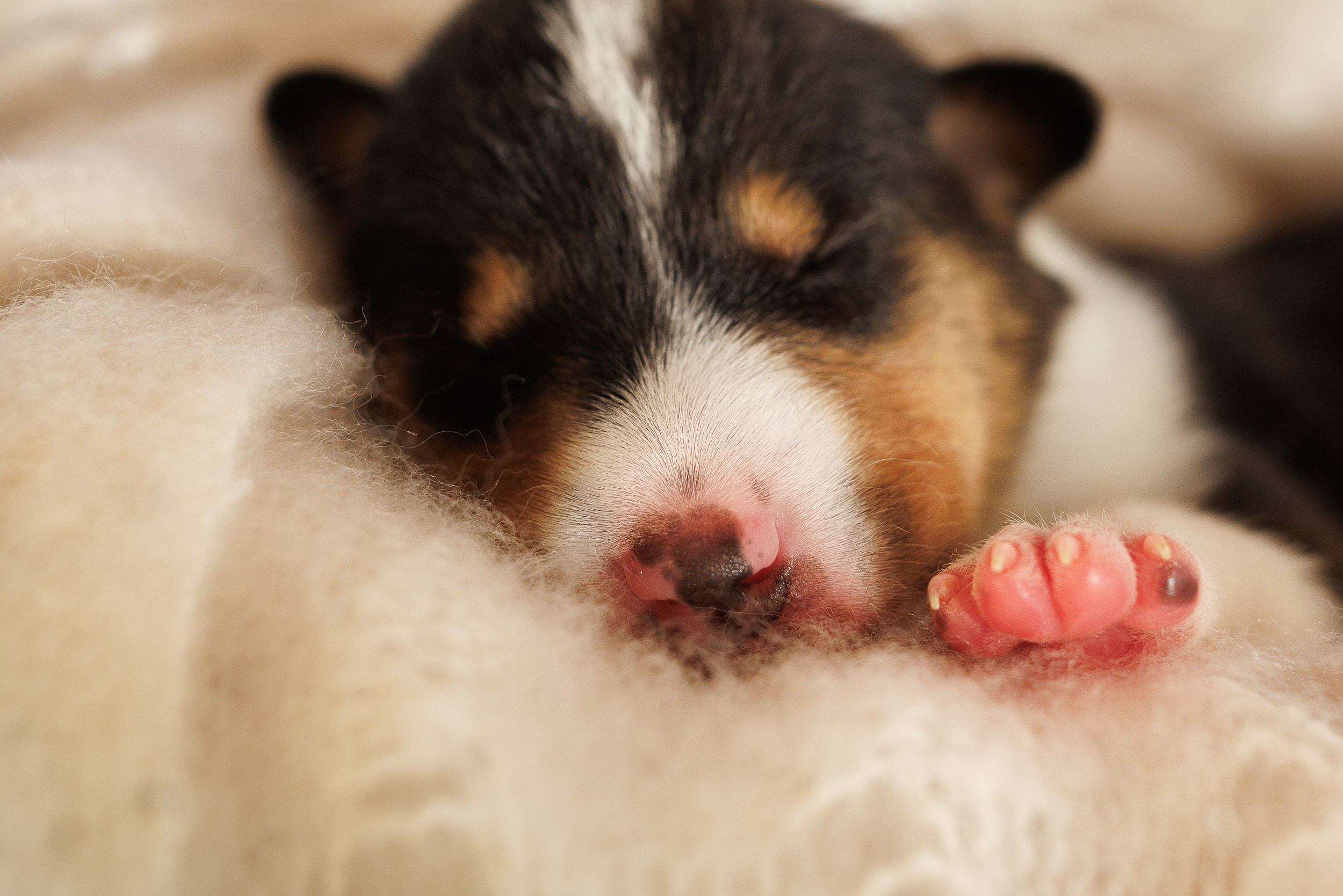 Короткошерстные колли в 2 недели. Фотограф-анималист в Москве и Московской области Татьяна Фролова