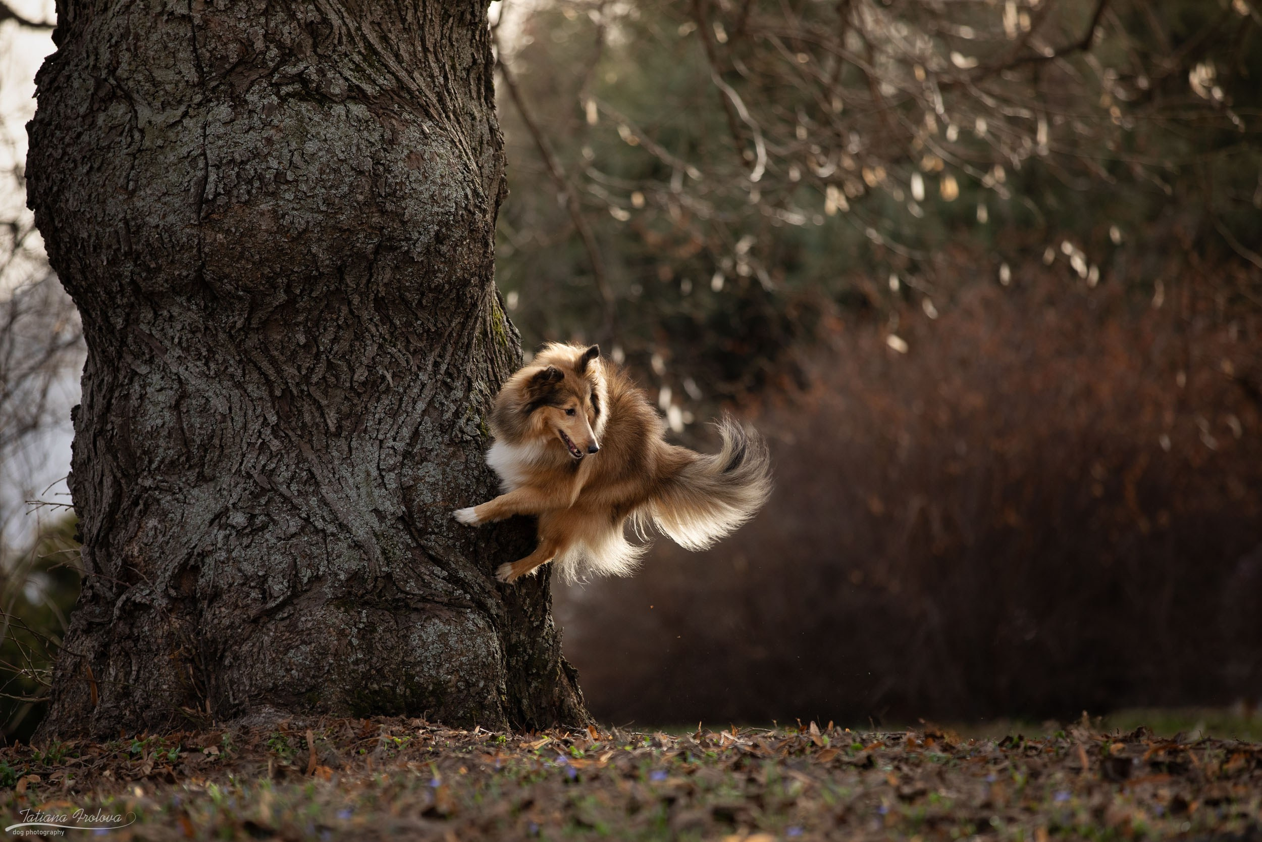 Фотопрогулка для шелти и её хозяйки в Ботаническом саду. Фотограф-анималист в Москве и Московской области Татьяна Фролова