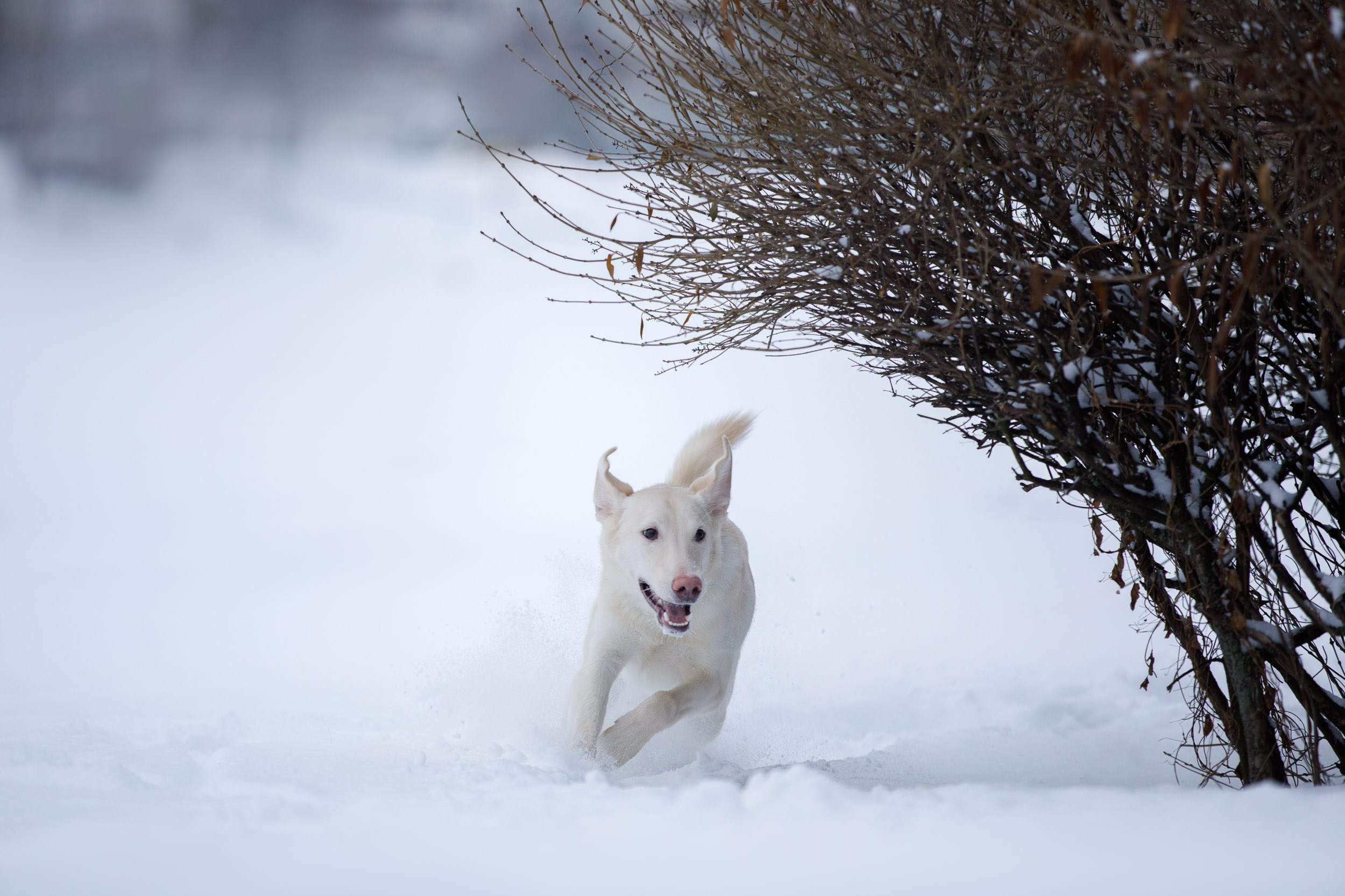 Фотопрогулка с Авророй и Амуром в Гольяново. Фотограф-анималист в Москве и Московской области Татьяна Фролова