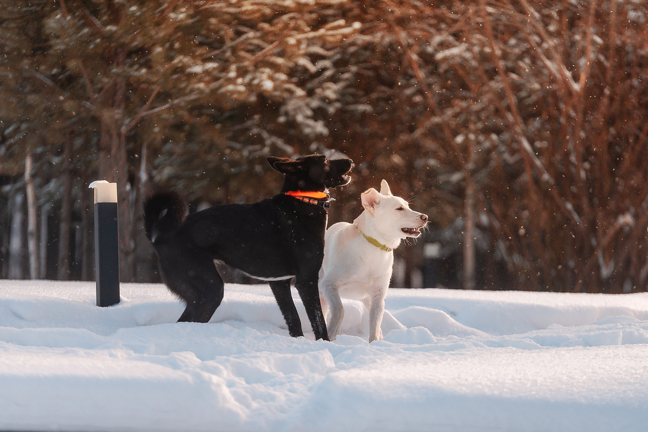 Татьяна, Михаил, Шелли и Лаки. Фотограф-анималист Анастасия Парфенова|Екатеринбург