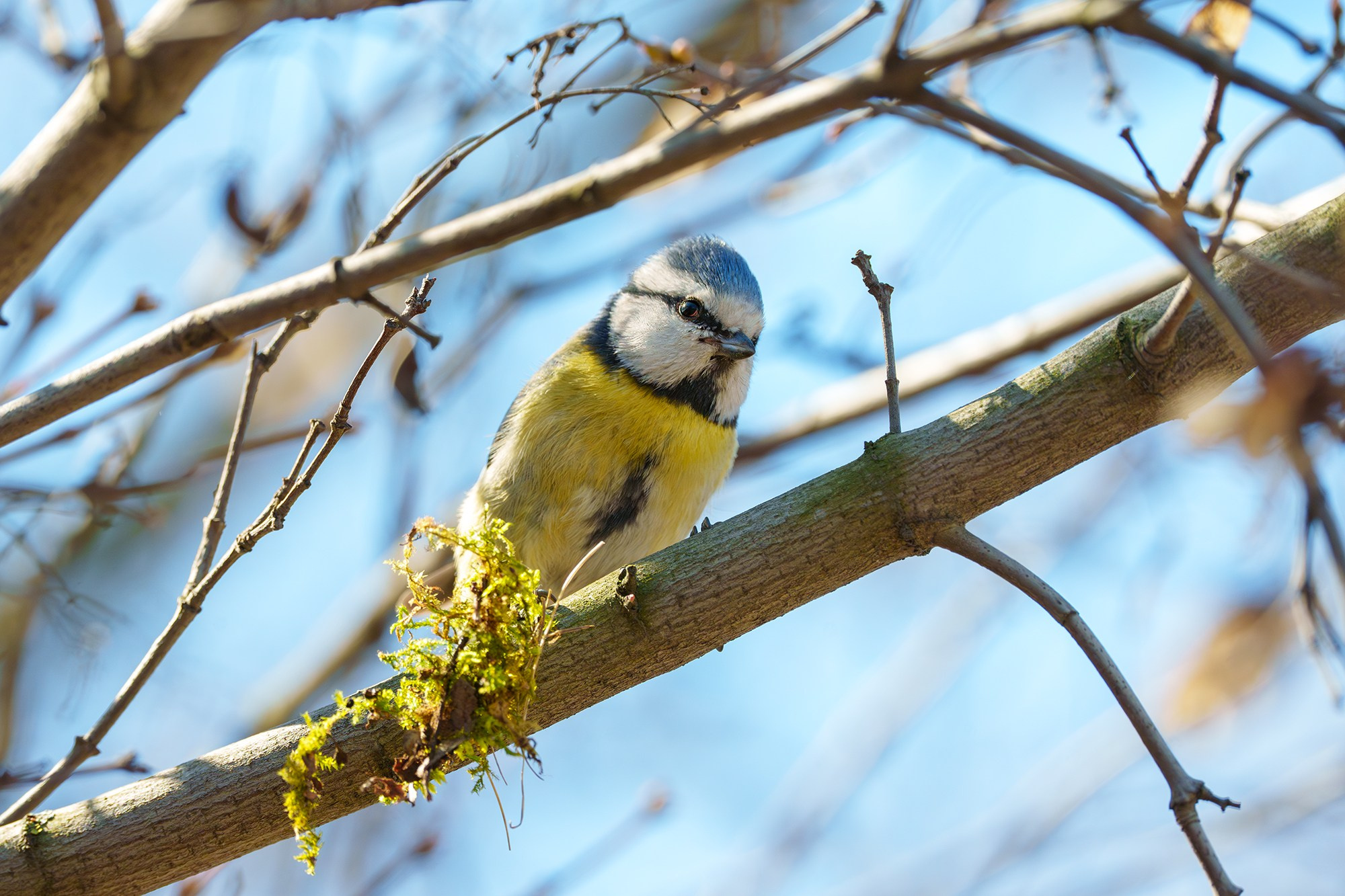 Удивительные мир птиц. Вокруг нас столько прекрасного — присмотритесь!. Ваш личный фотограф Марина Волкова