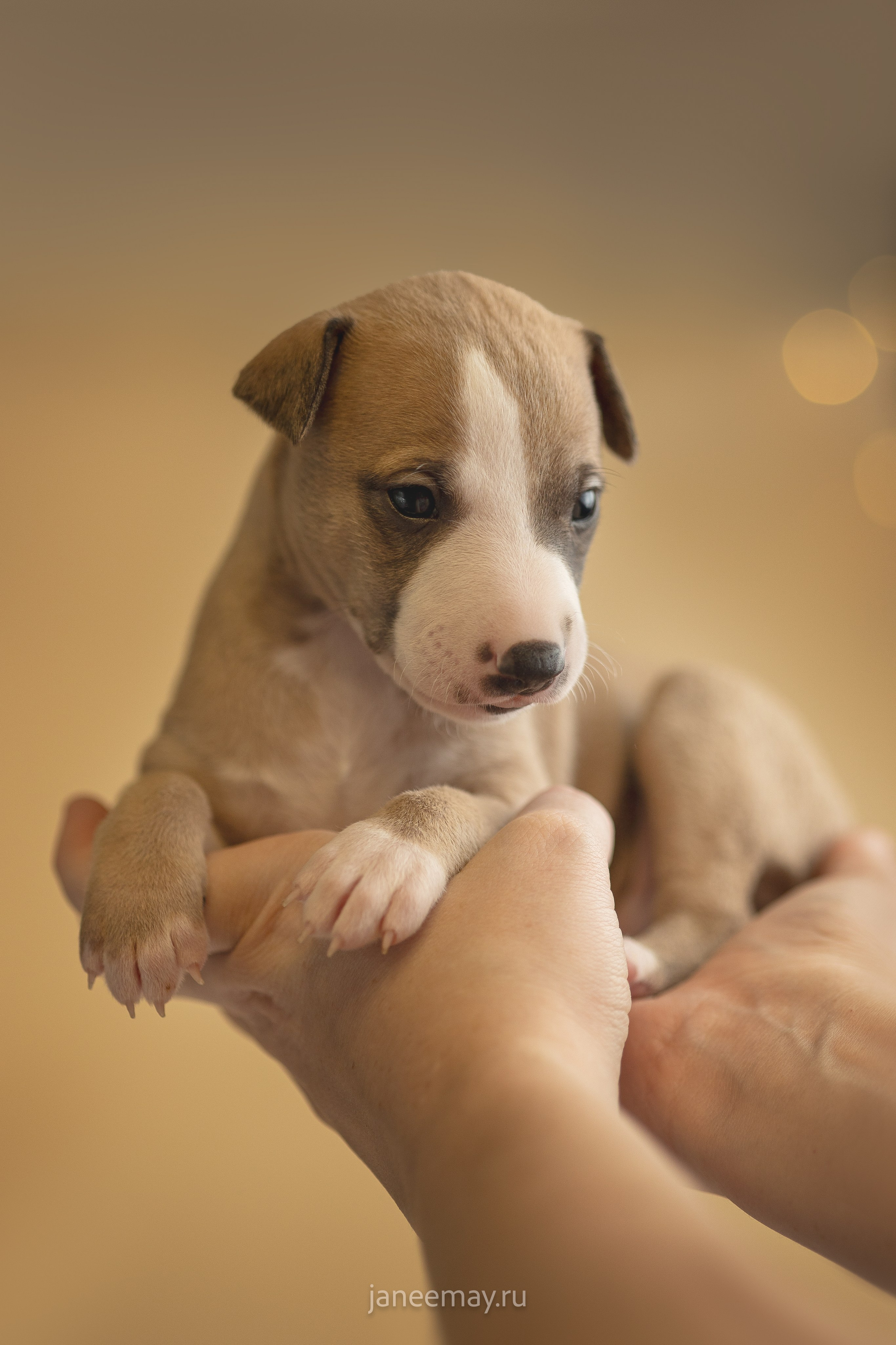 Малыши уиппеты Великбековых. Фотограф анималист в Москве Майорова Евгения