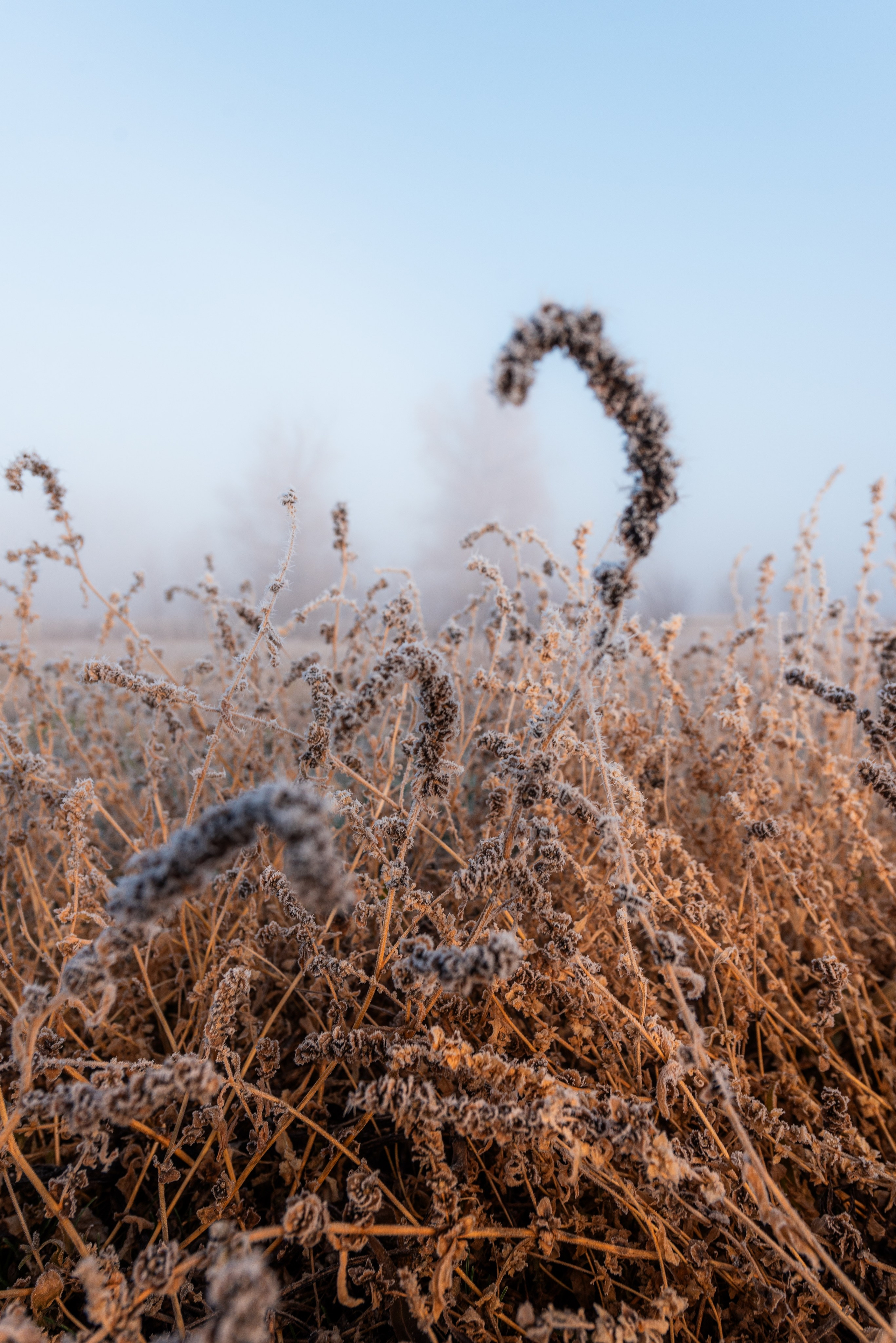 Фотографии утреннего тумана под Волжским. Фотограф в Волгограде и Волжском Александр Горбань
