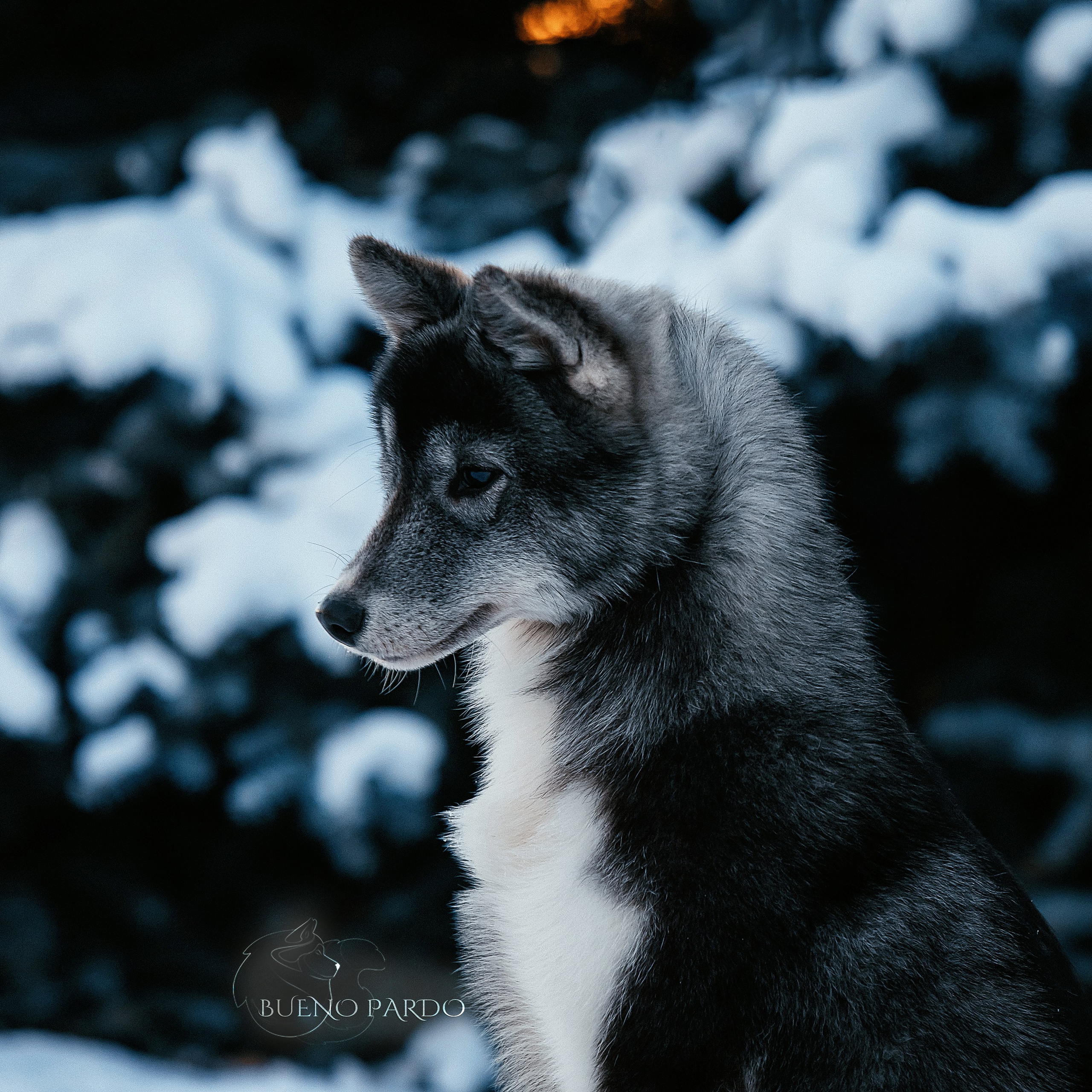 Щенки сибирского хаски из питомника. Питомник собак Акита, Хаски, Корги