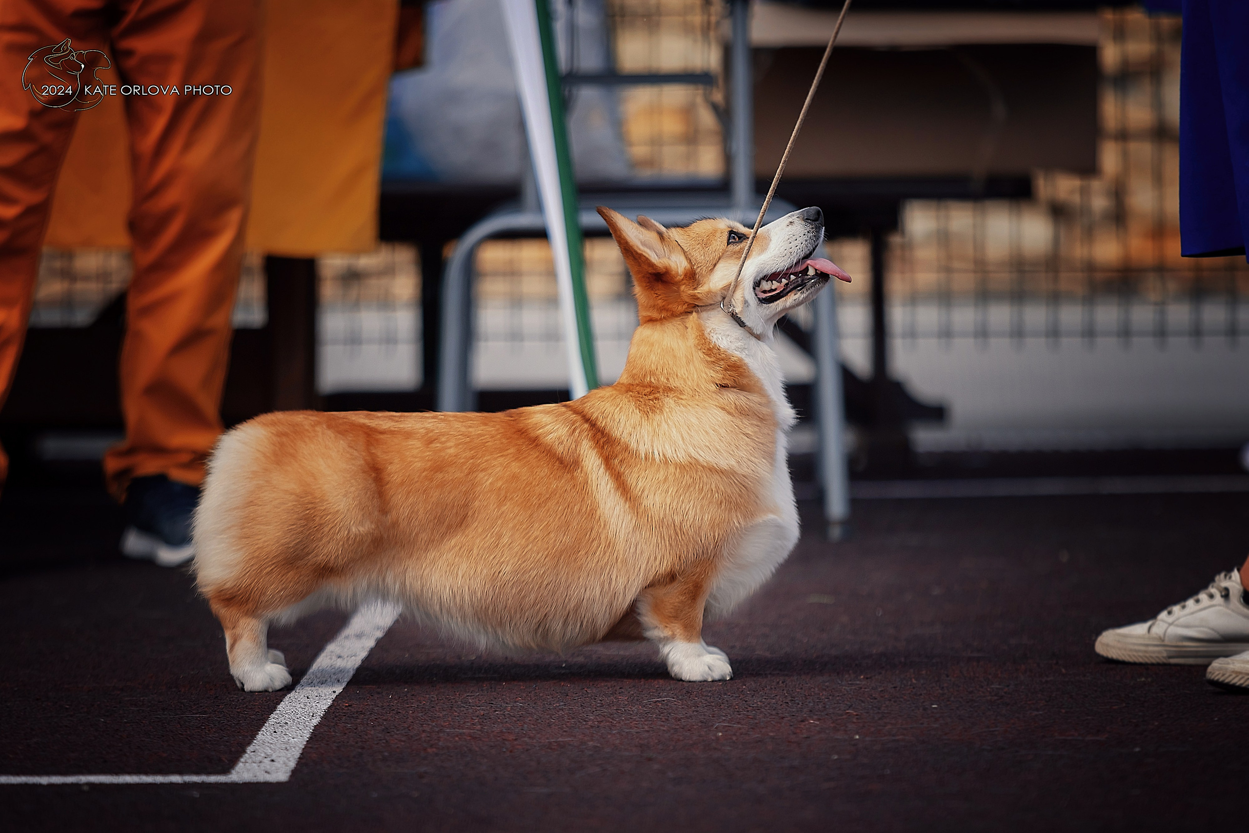 Фотосъемка собак, щенков, на выставках, фотограф анималист Россия воронеж. Питомник собак Акита, Хаски, Корги
