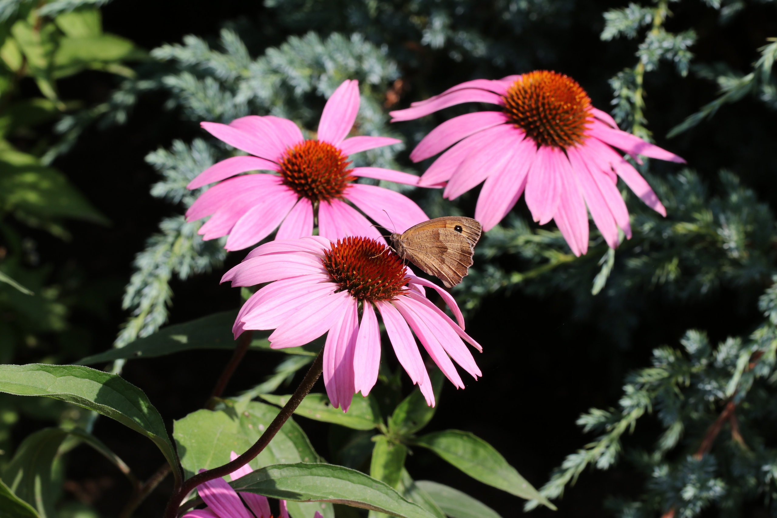Эхинацея из Кисловодска. Фото-художник и Репортажный фотограф Николаев Александр Алексеевич