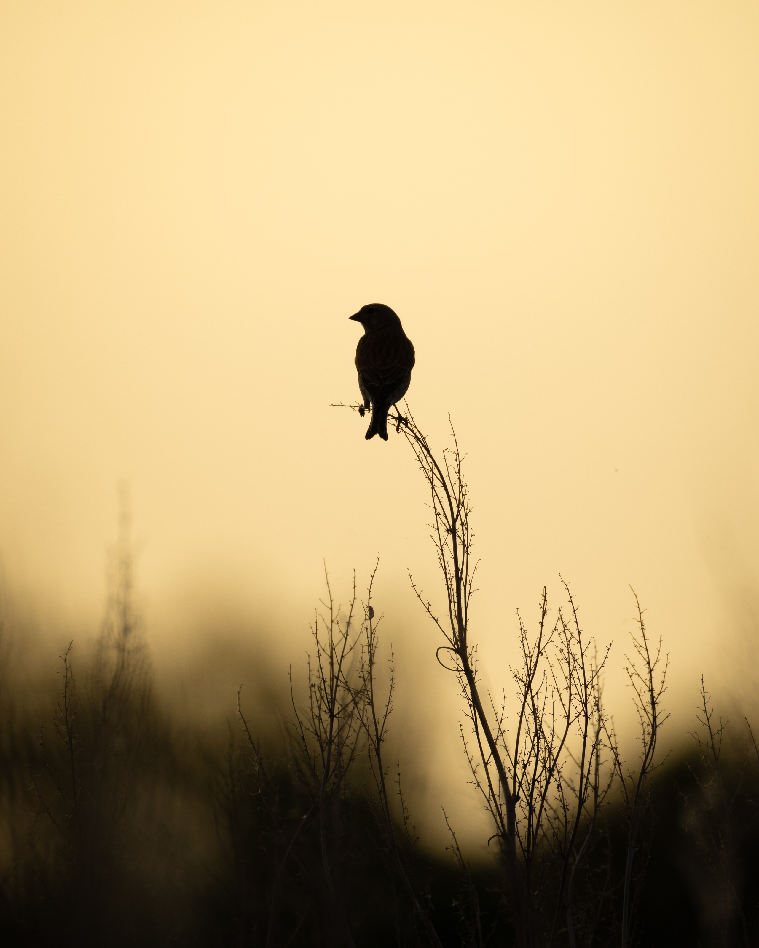 Voronezh 2026. Anton Chernov | Wildlife photographer