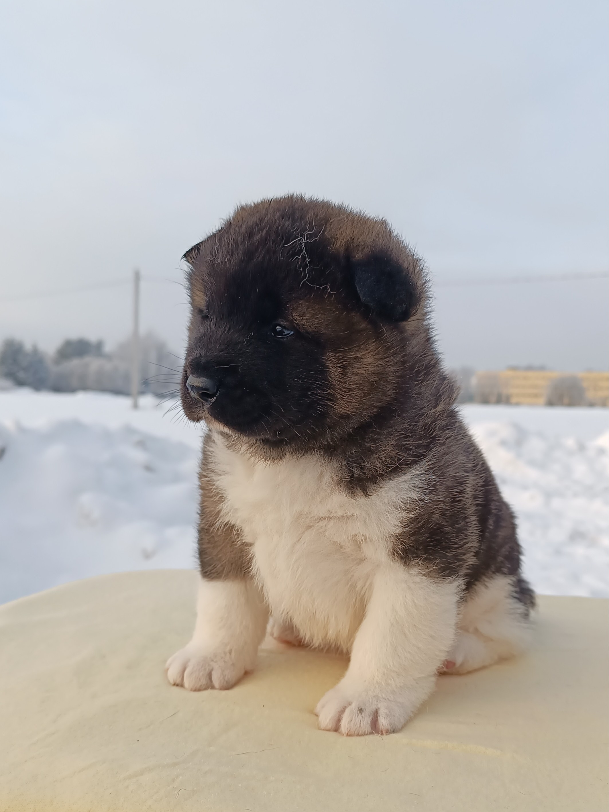 Rubylight Ctsar'. Американская акита I Сиба ину I Питомник RUBYLIGHT