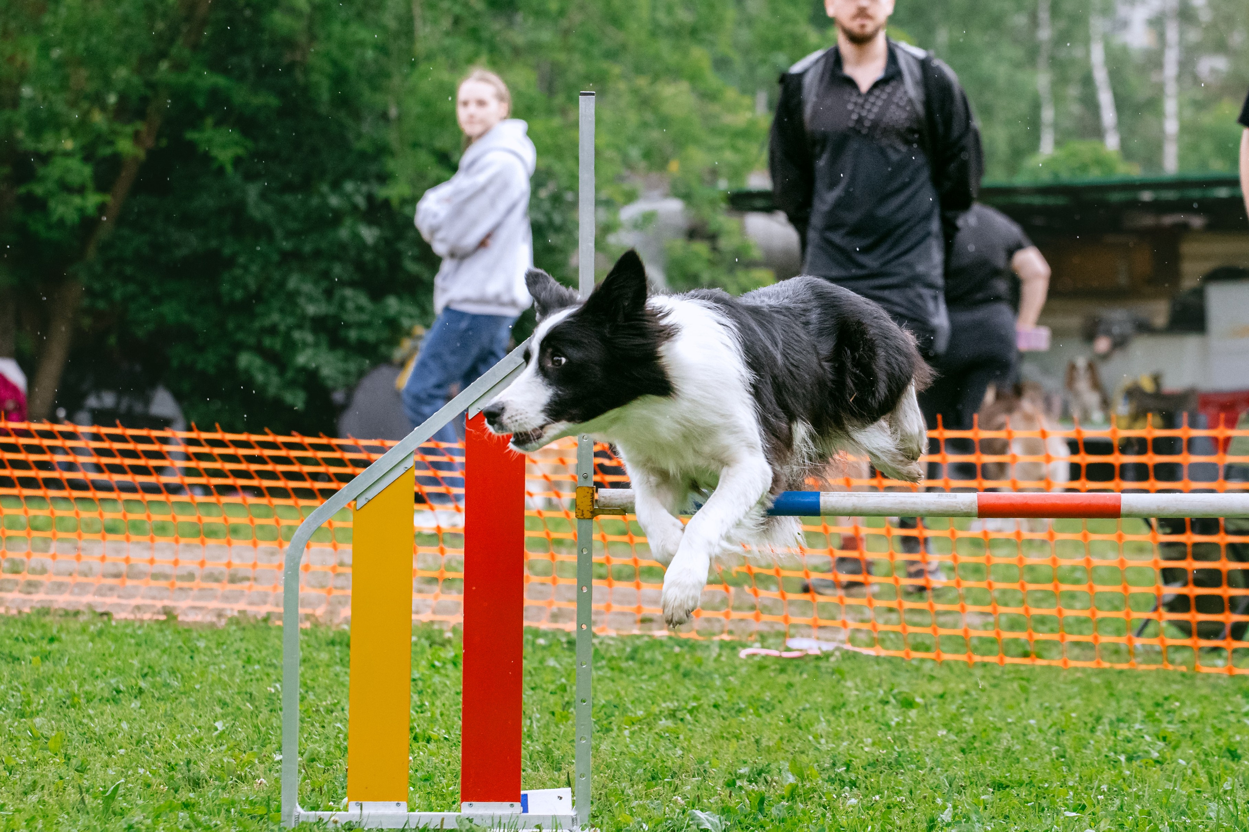 Соревнования по аджилити Долгопрудный 30.06.2025. Фотограф-анималист Татьяна Степанова