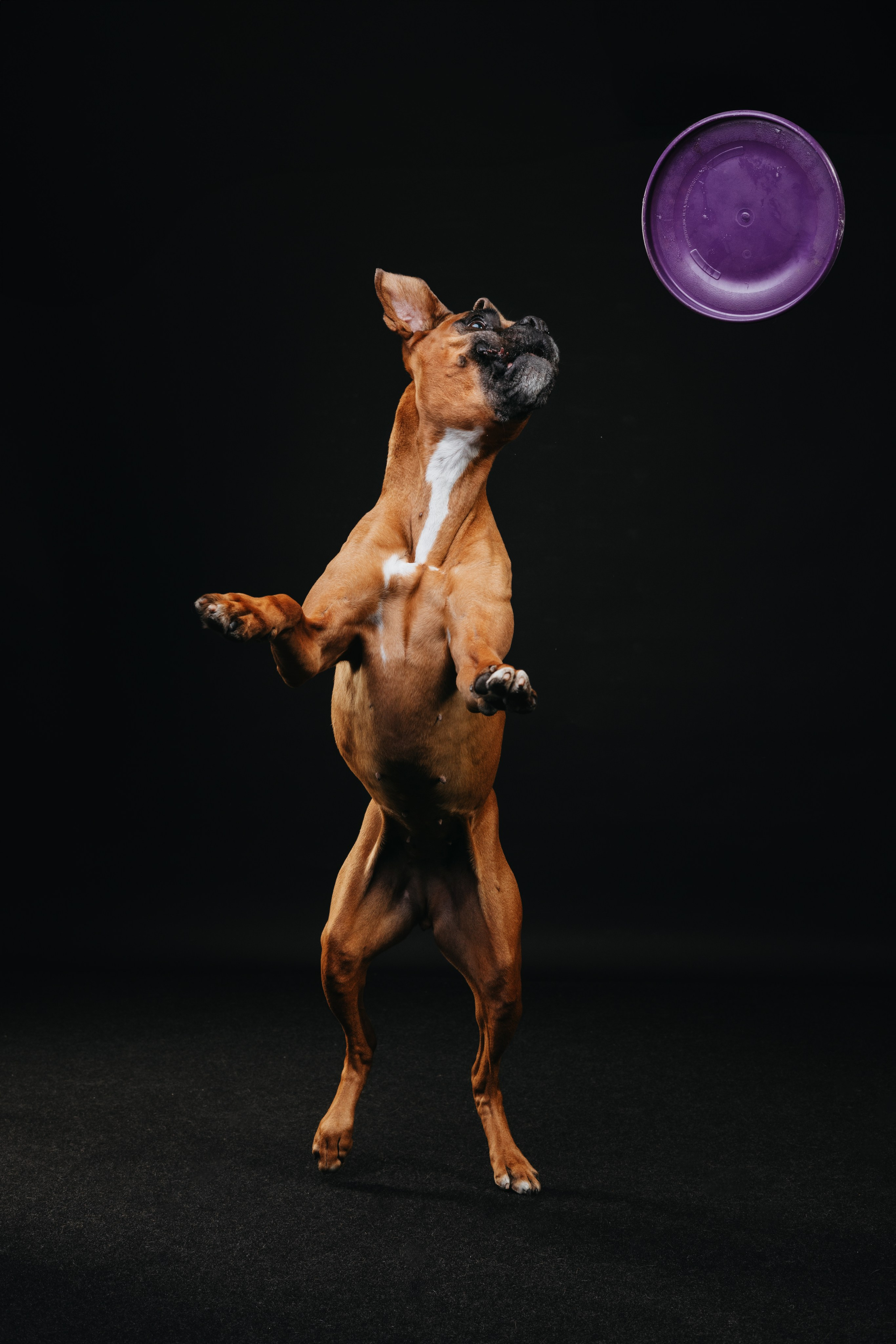 Боксер Челси. Фотограф анималист Осипчикова Мария