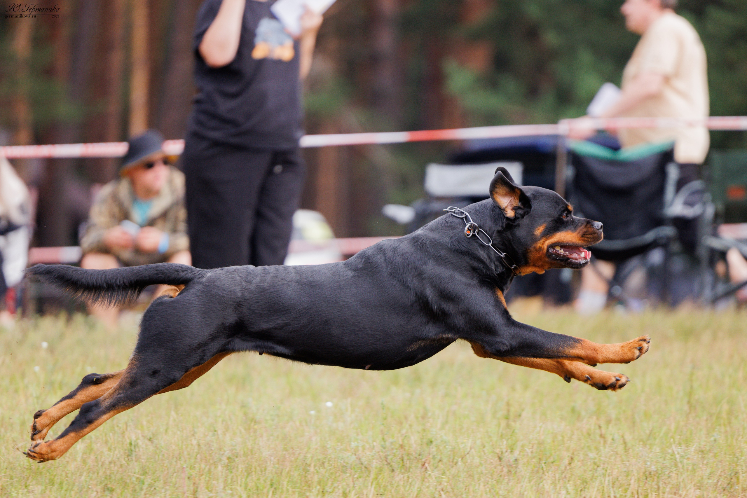 ПК и КЧК ротвейлеры Тверь 6-7.07.2024. Фотограф-анималист Юлия Германика