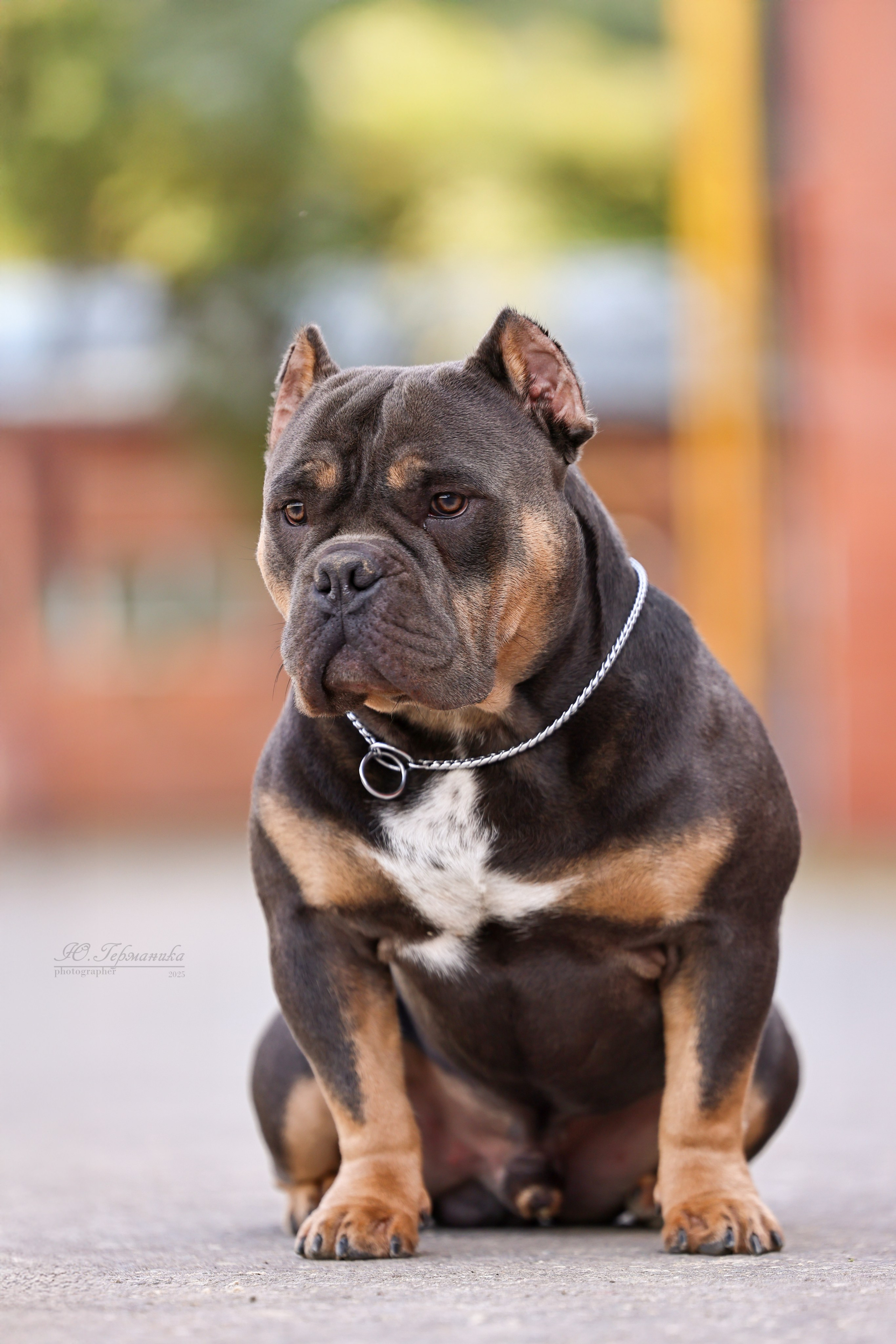 Астана 2хCACIB 26-28.09.2025. Фотограф-анималист Юлия Германика