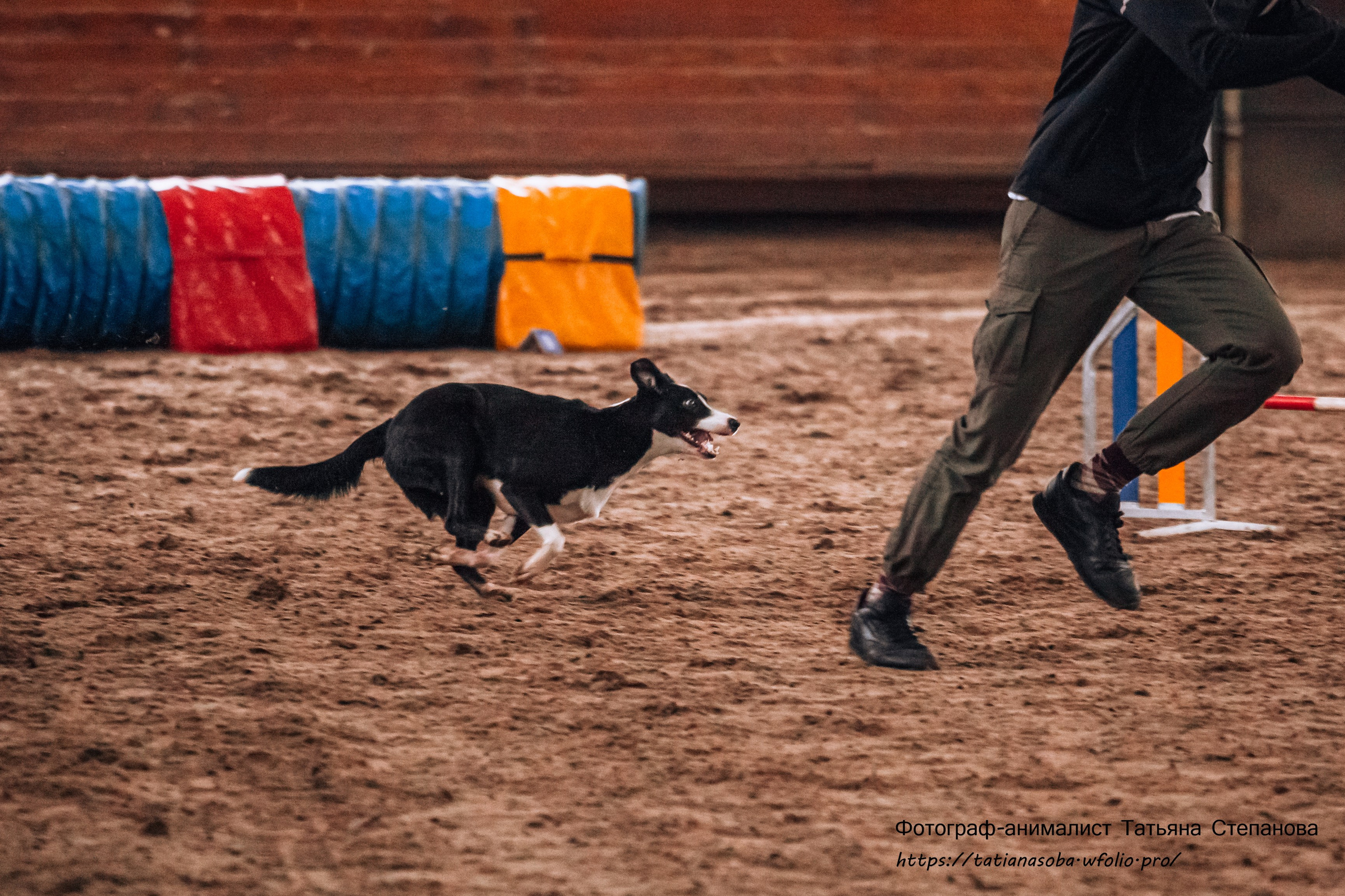 Соревнования по Аджилити 25.02.2024. Фотограф-анималист Татьяна Степанова