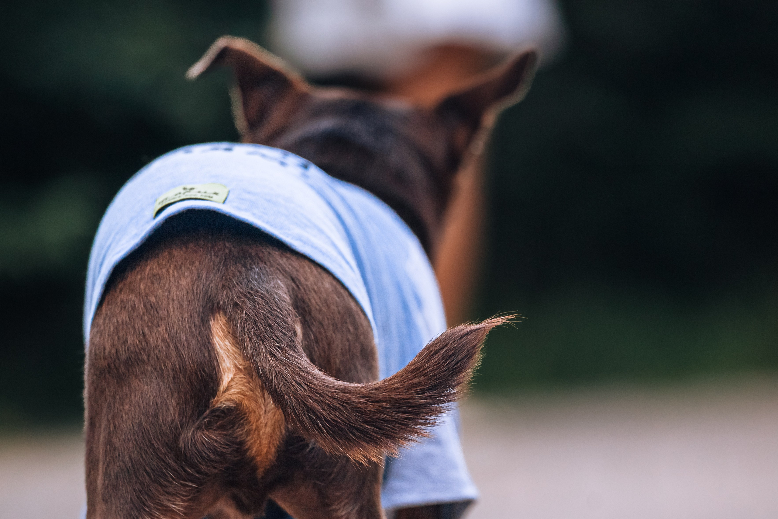 Восточный мост. Фотограф-анималист Татьяна Степанова