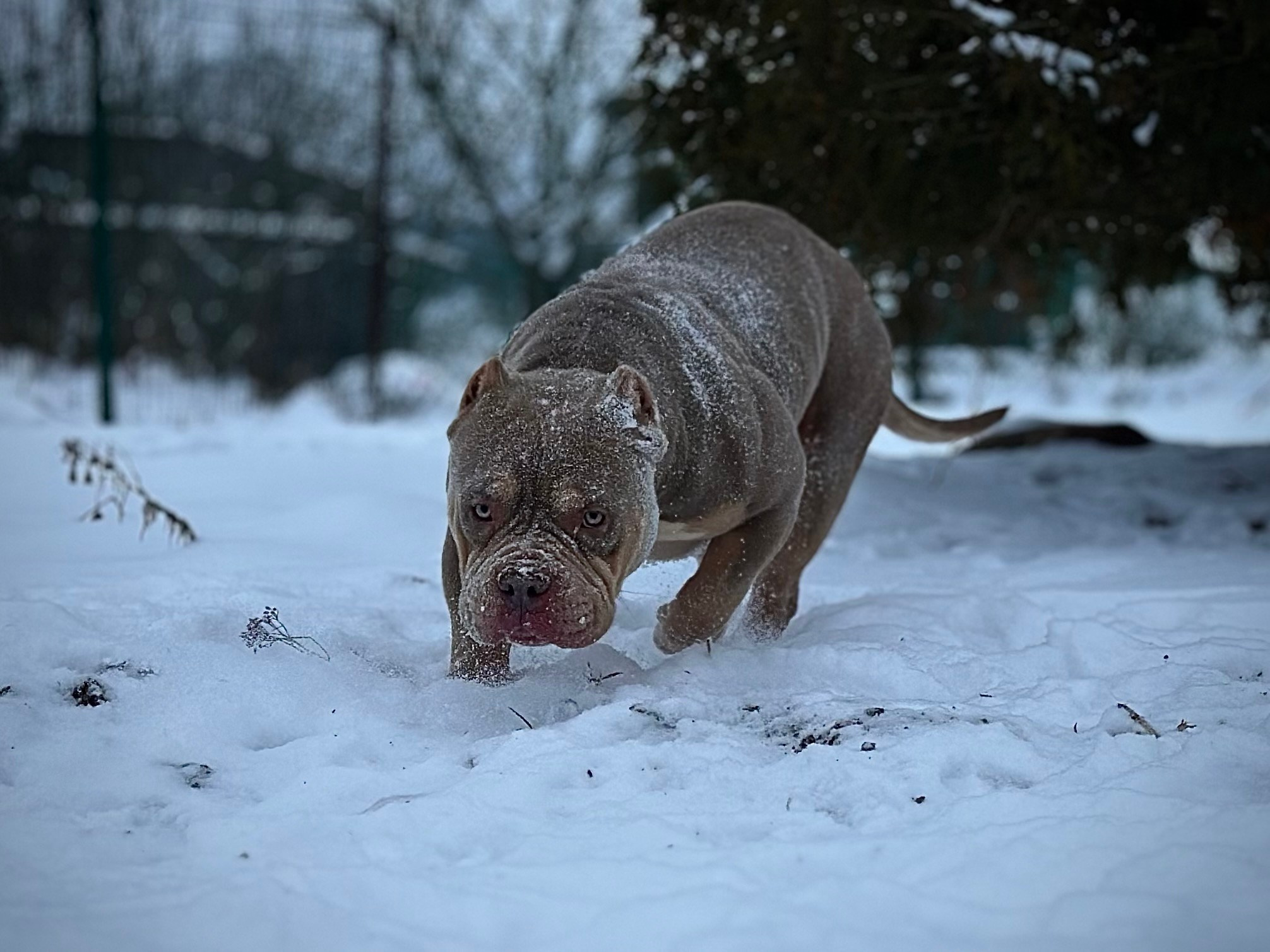 Stark. Питомник американских булли Bounty Pride Bully