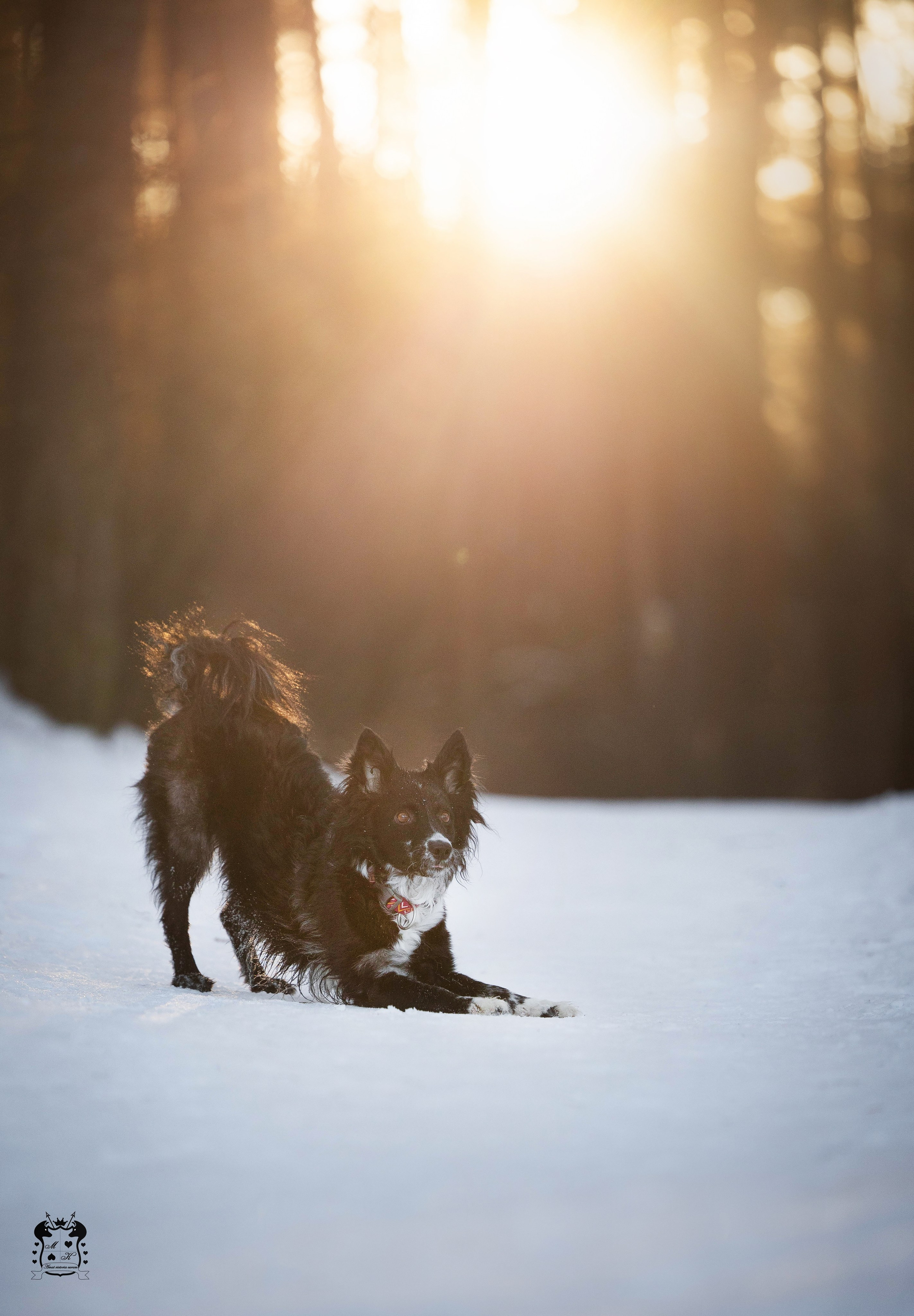 Портфолио. Фотограф-анималист в Екатеринбурге Марина Шишкина