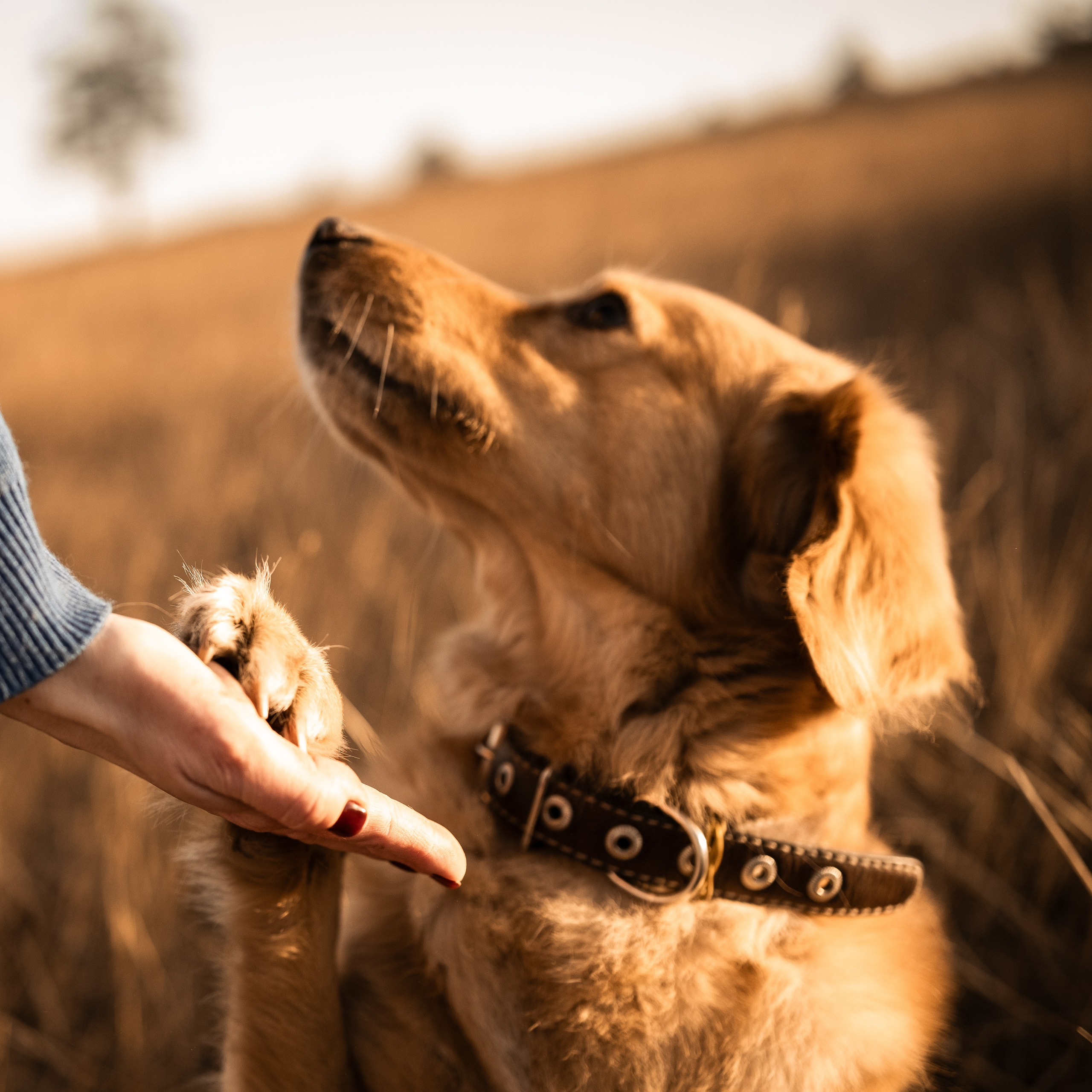 Фотосессия с собакой. Портретный фотограф в Чите Анна Камратова. Помогу Вам создать историю, в которой Вы — главный герой!