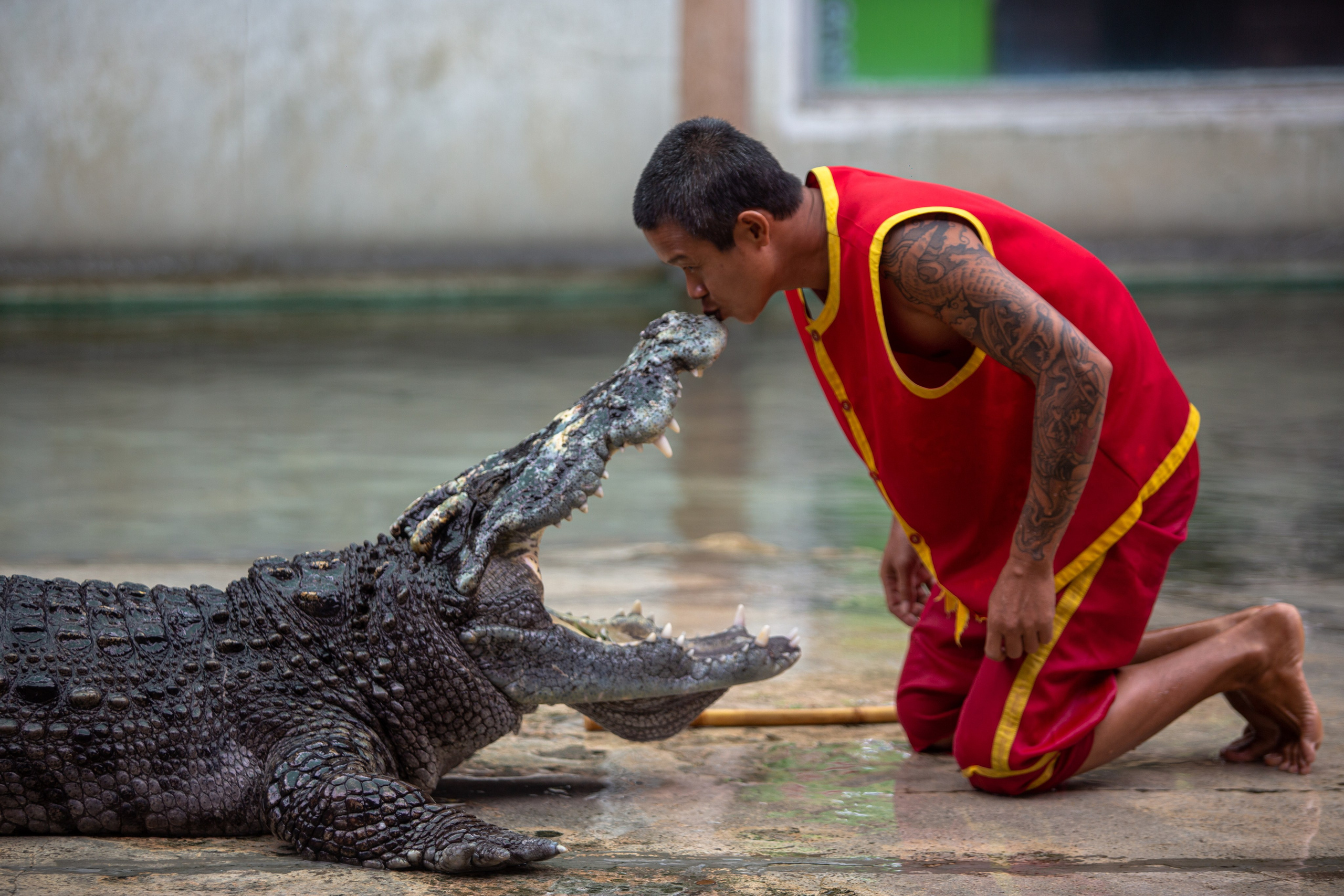 Samut Prakan Crocodile Farm & Zoo. Photographer Sonkina Tatiana (Tanya Ash)