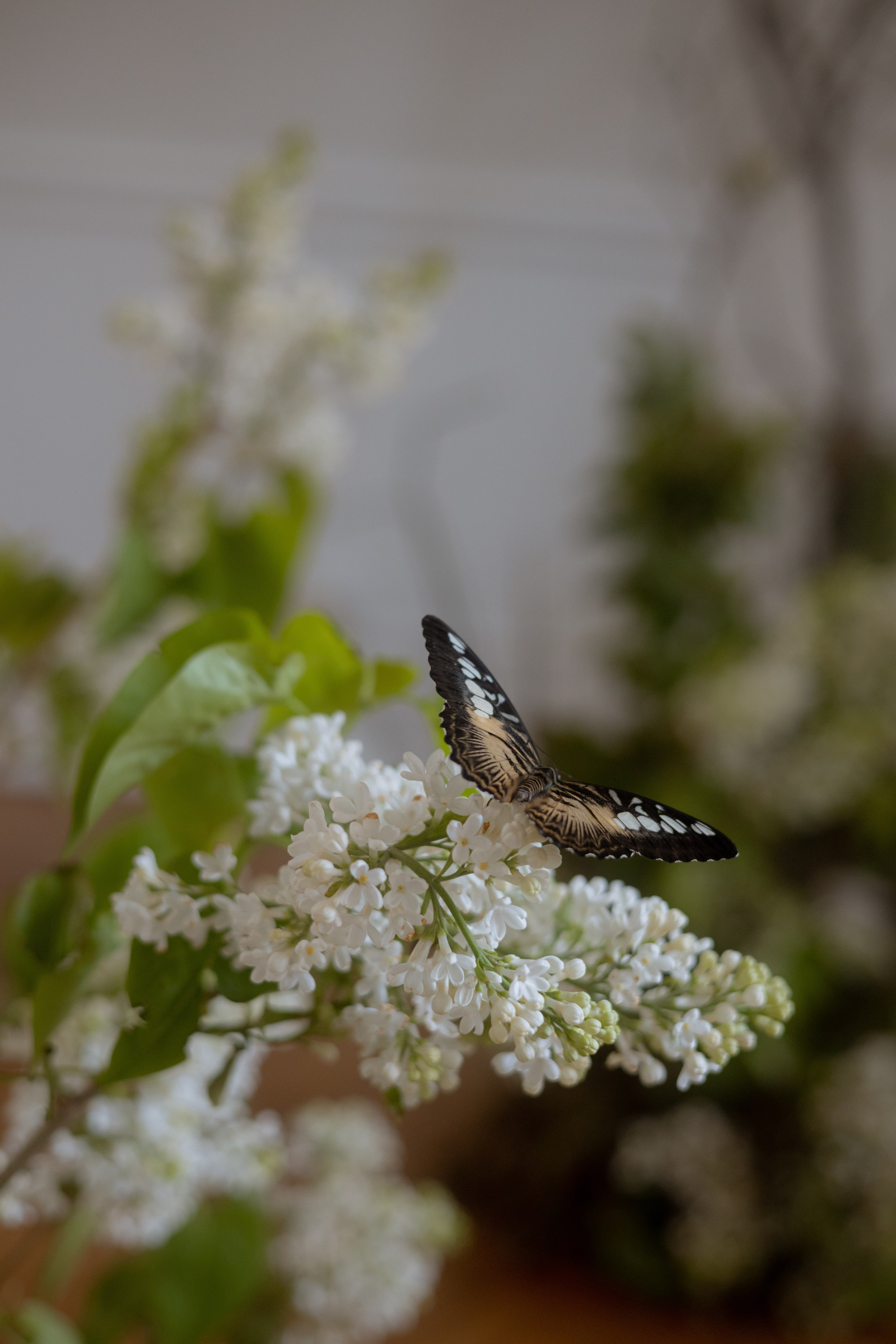 Утро Есении. Оформление свадеб, декор свадеб Вера Маркова, Москва