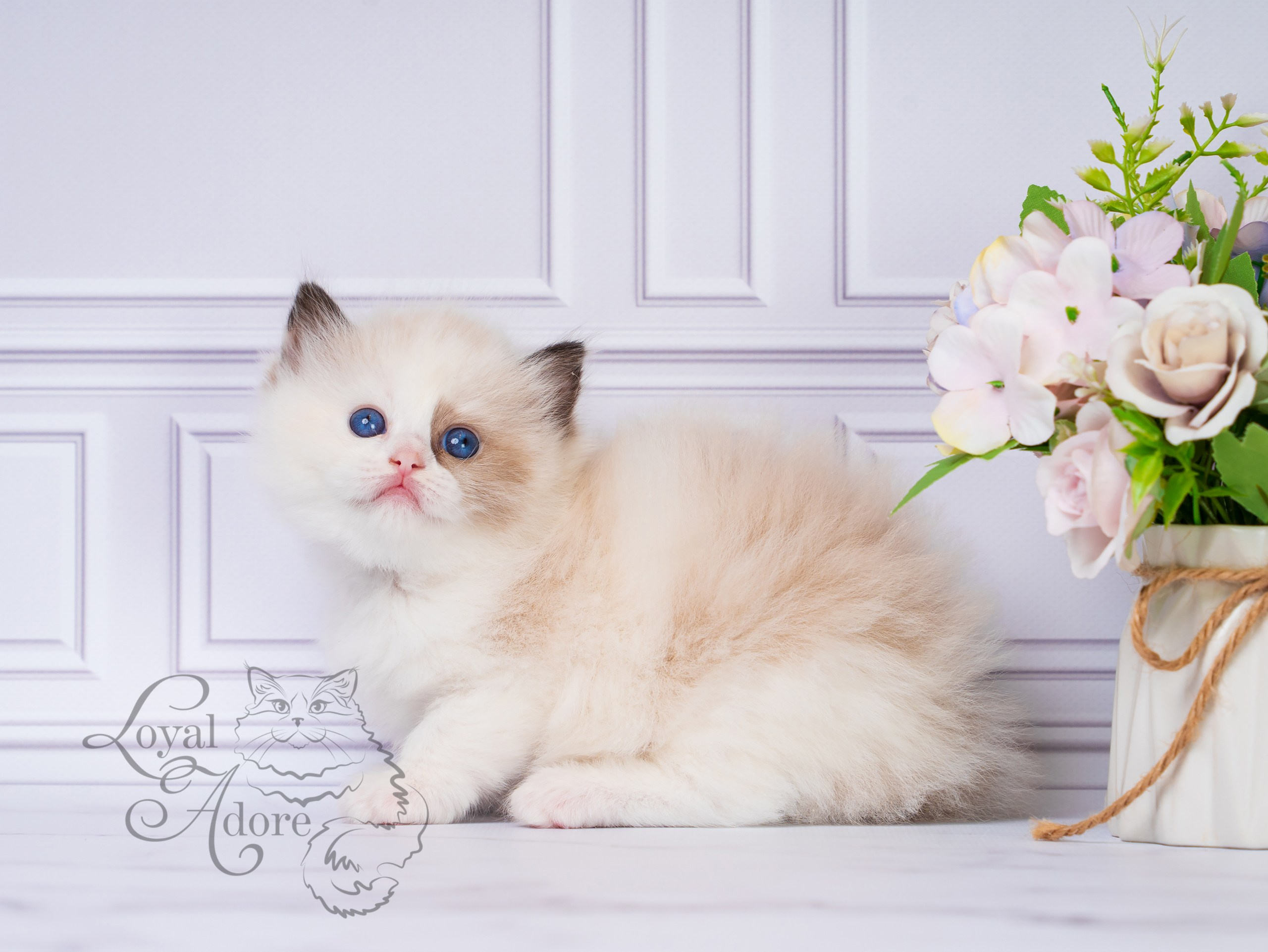 Котята рэгдолл от Loyal Adore. Питомник рэгдолл Loyal Adore