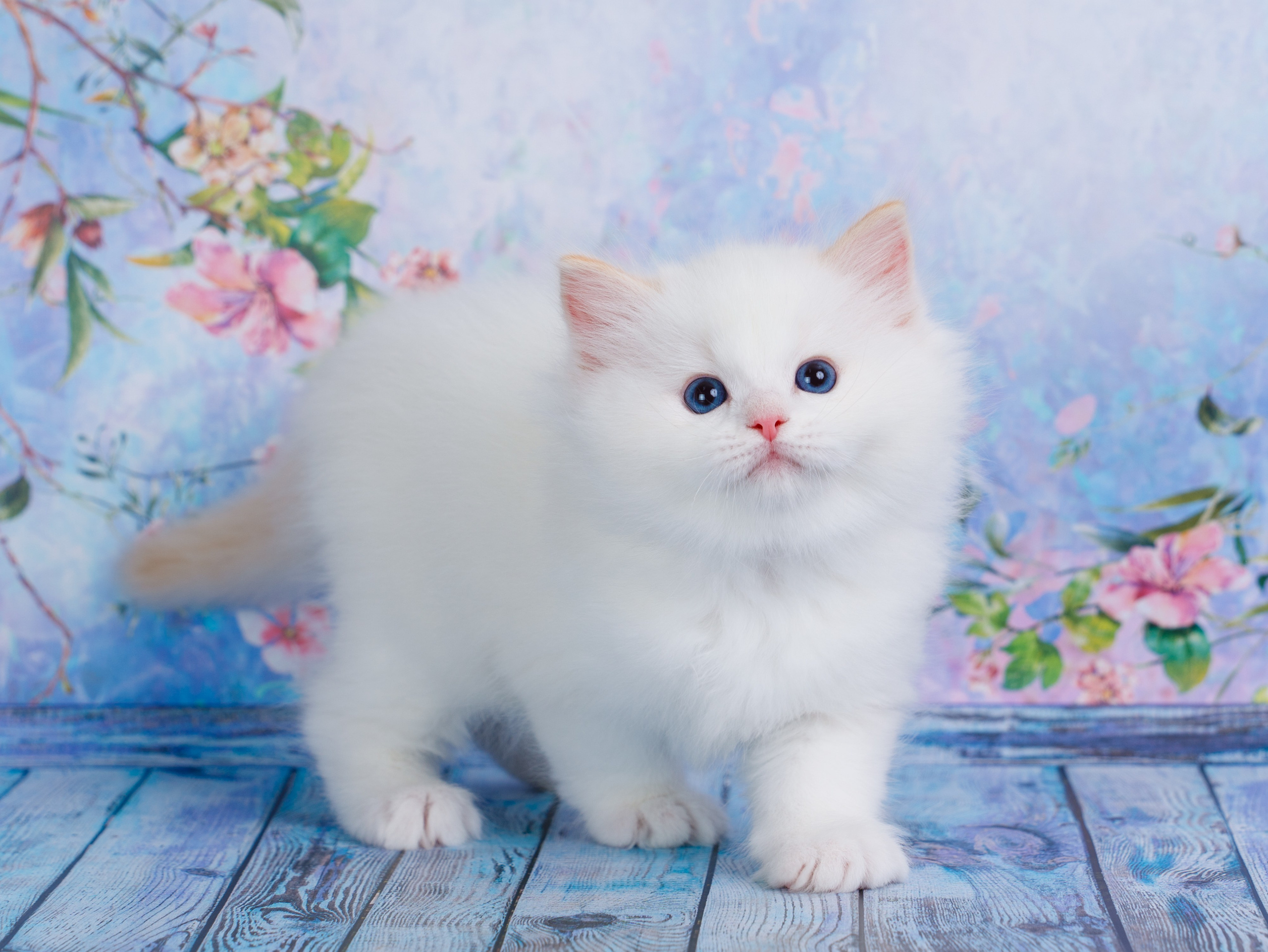 Котята рэгдолл от Loyal Adore. Питомник рэгдолл Loyal Adore