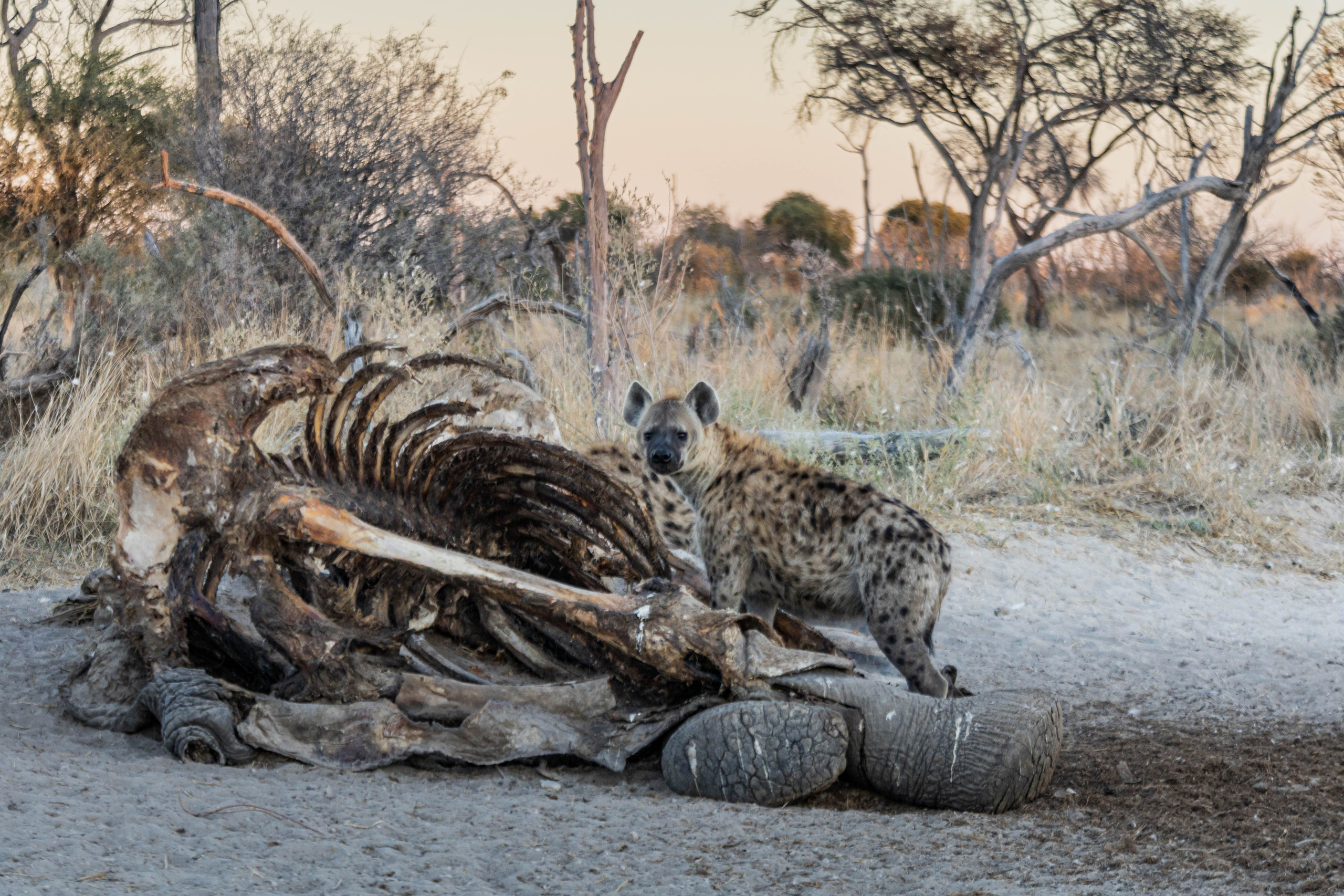 Южная Африка. B612