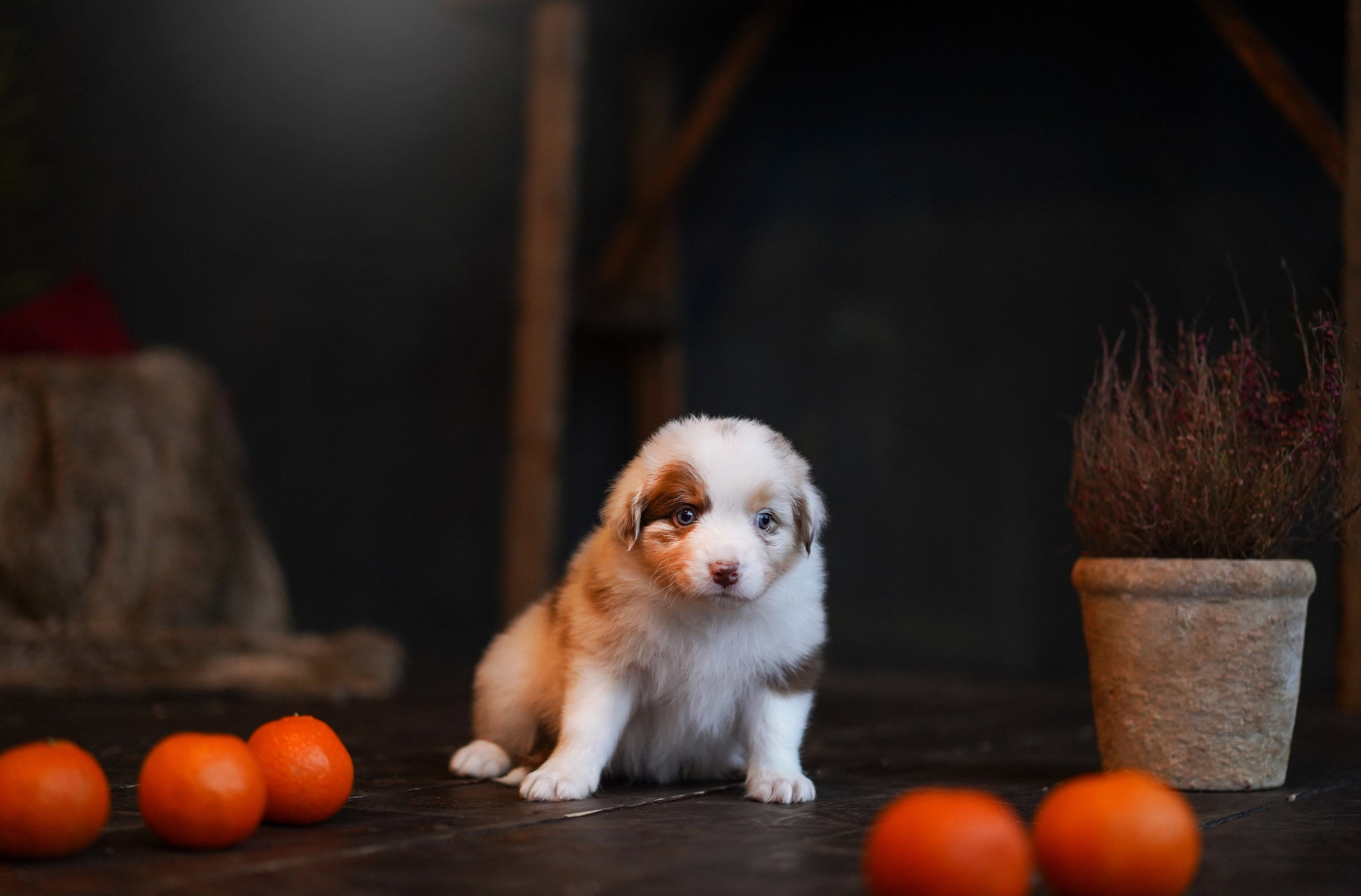 Щенки австралийской овчарки. Фотограф-анималист в Санкт-Петербурге Яна Мартынова