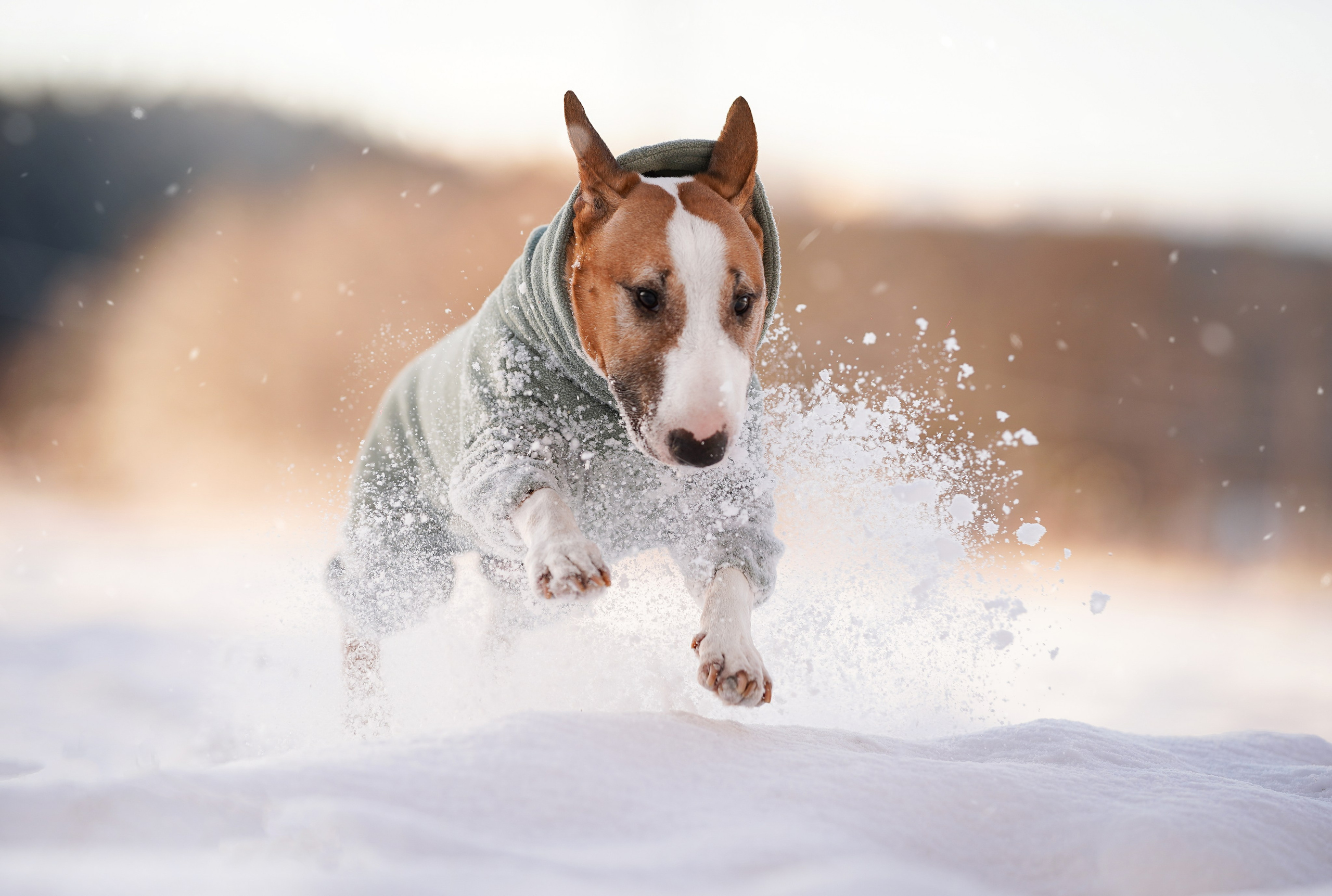 Панда и Юни Карелия. Фотограф-анималист в Санкт-Петербурге Яна Мартынова