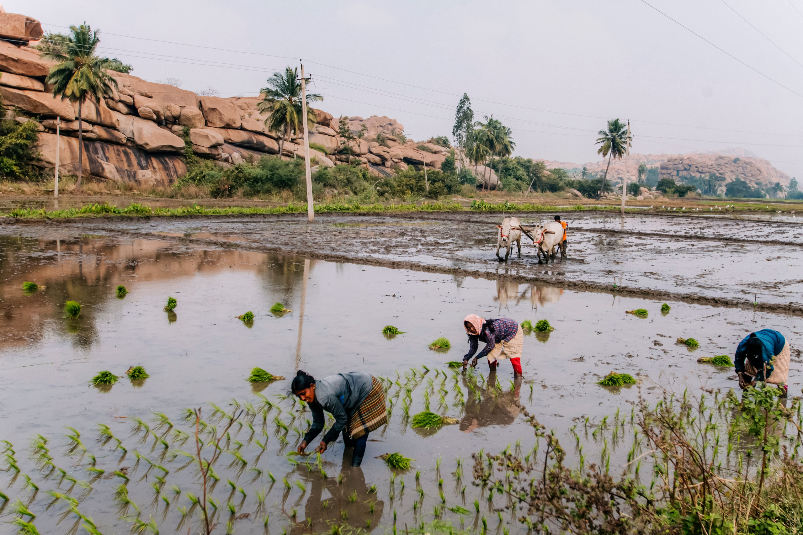 Хампи стрит фото. Iraogo