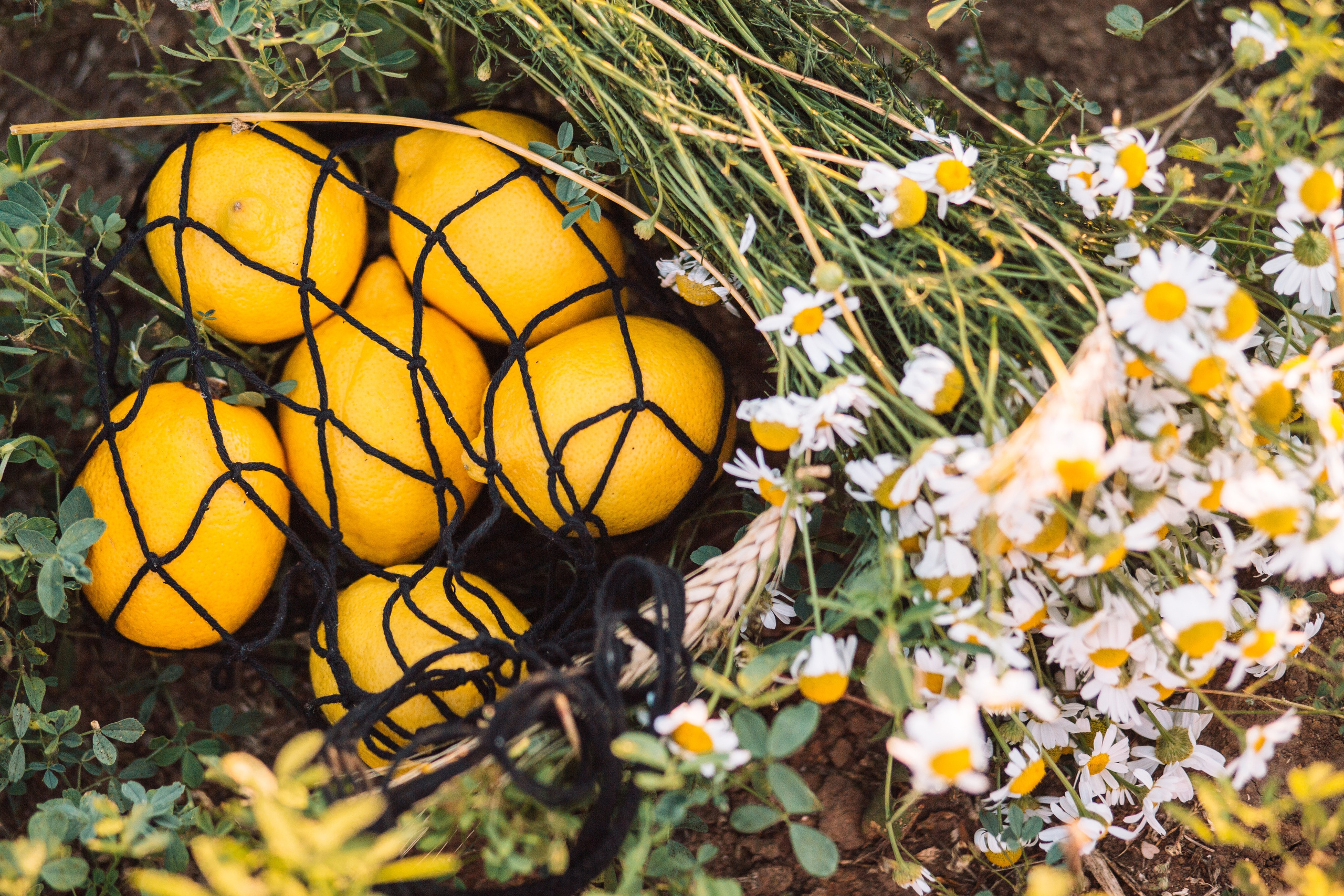 Семья Зяблицевы. Семейный, свадебный и контент фотограф в Касимове и во Владимире Александра Кейли