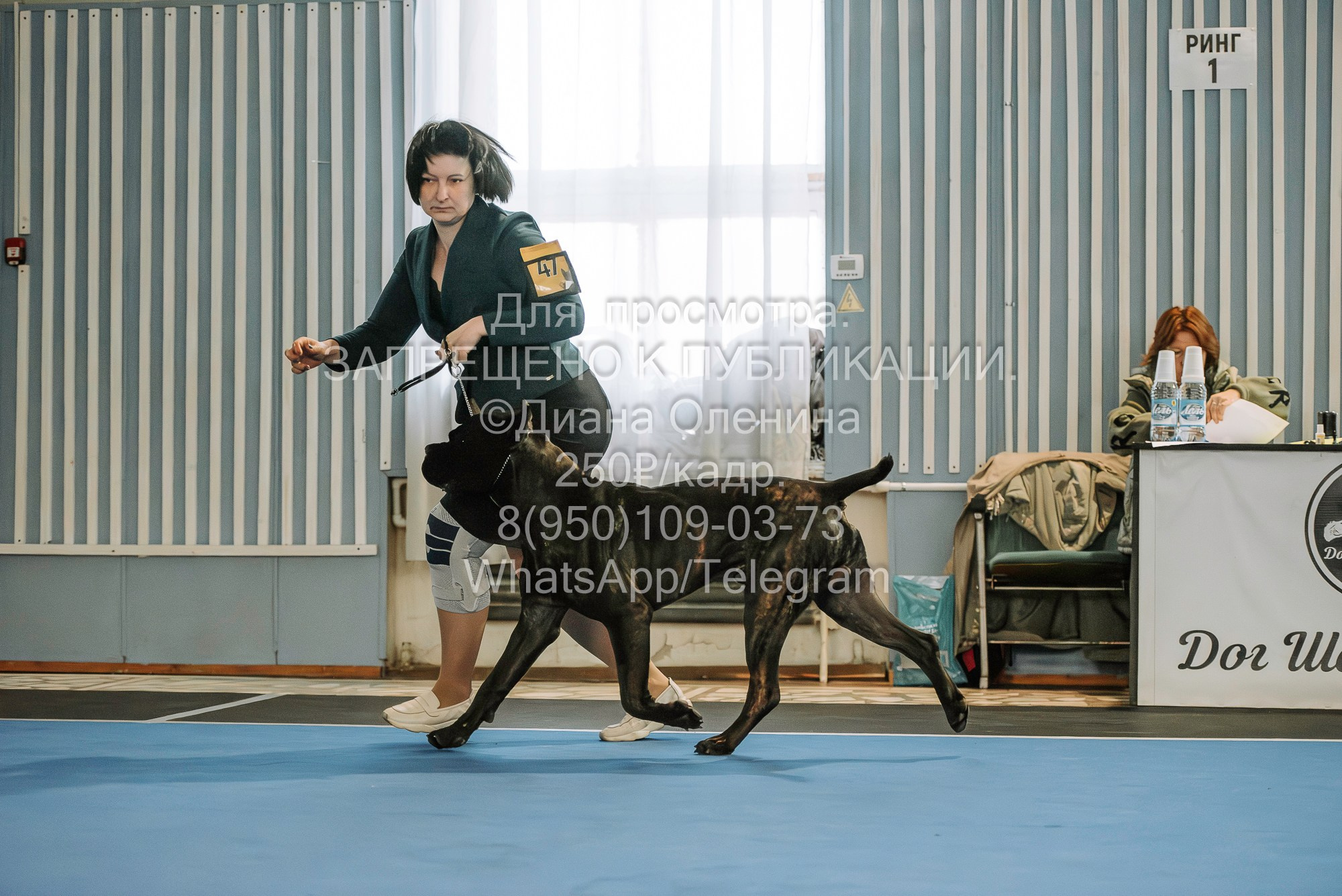 Выставка собак Красноярск 29.10.2023. Фотограф Диана Оленина Красноярск / Братск