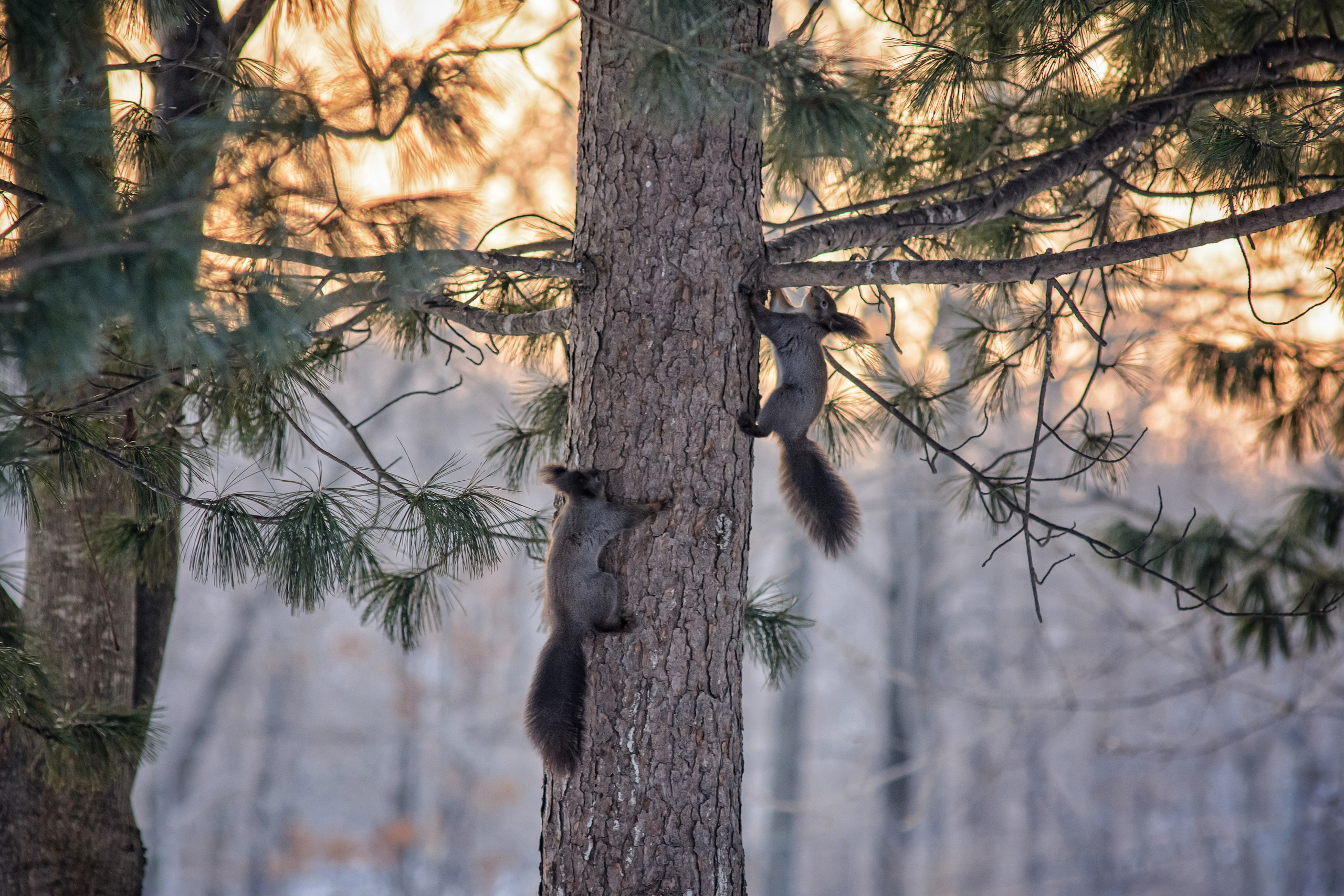 Пейзажи и дикая природа. Пейзажный и репортажный фотограф