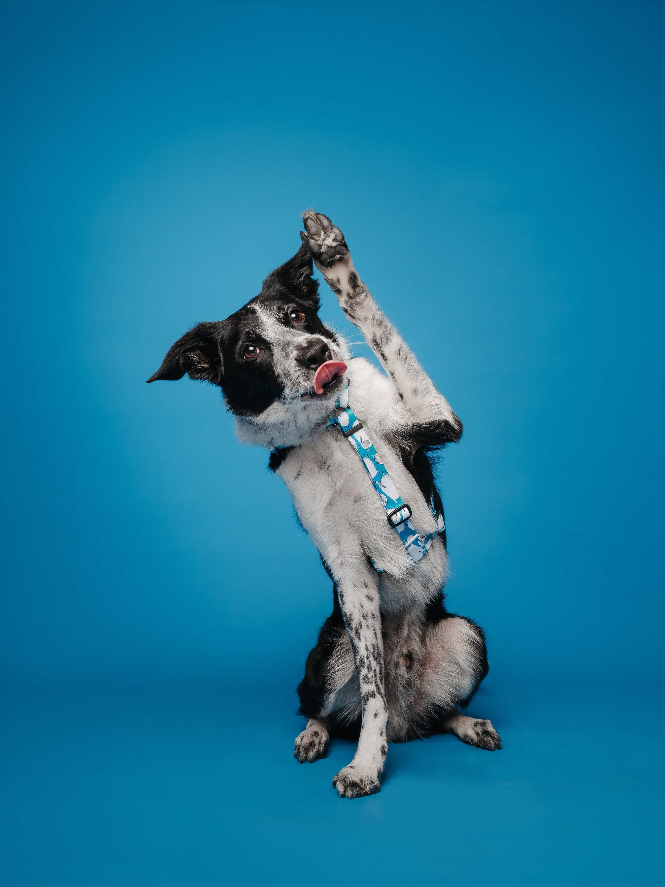 Bender&Frai. Овечки. Семейный фотограф анималист Ананьева Мария — Москва