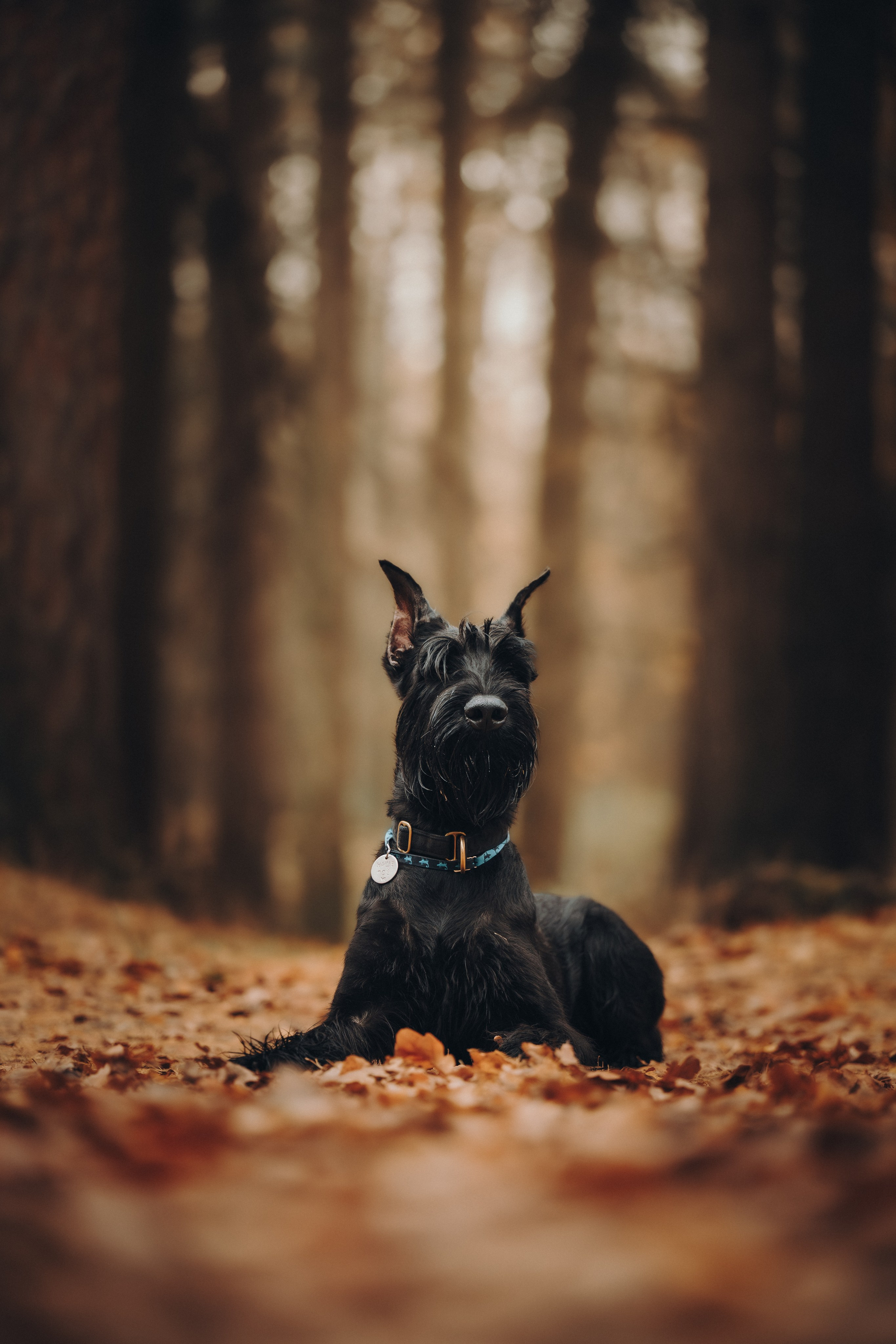 Даша и Умбра. Семейный фотограф анималист Ананьева Мария — Москва