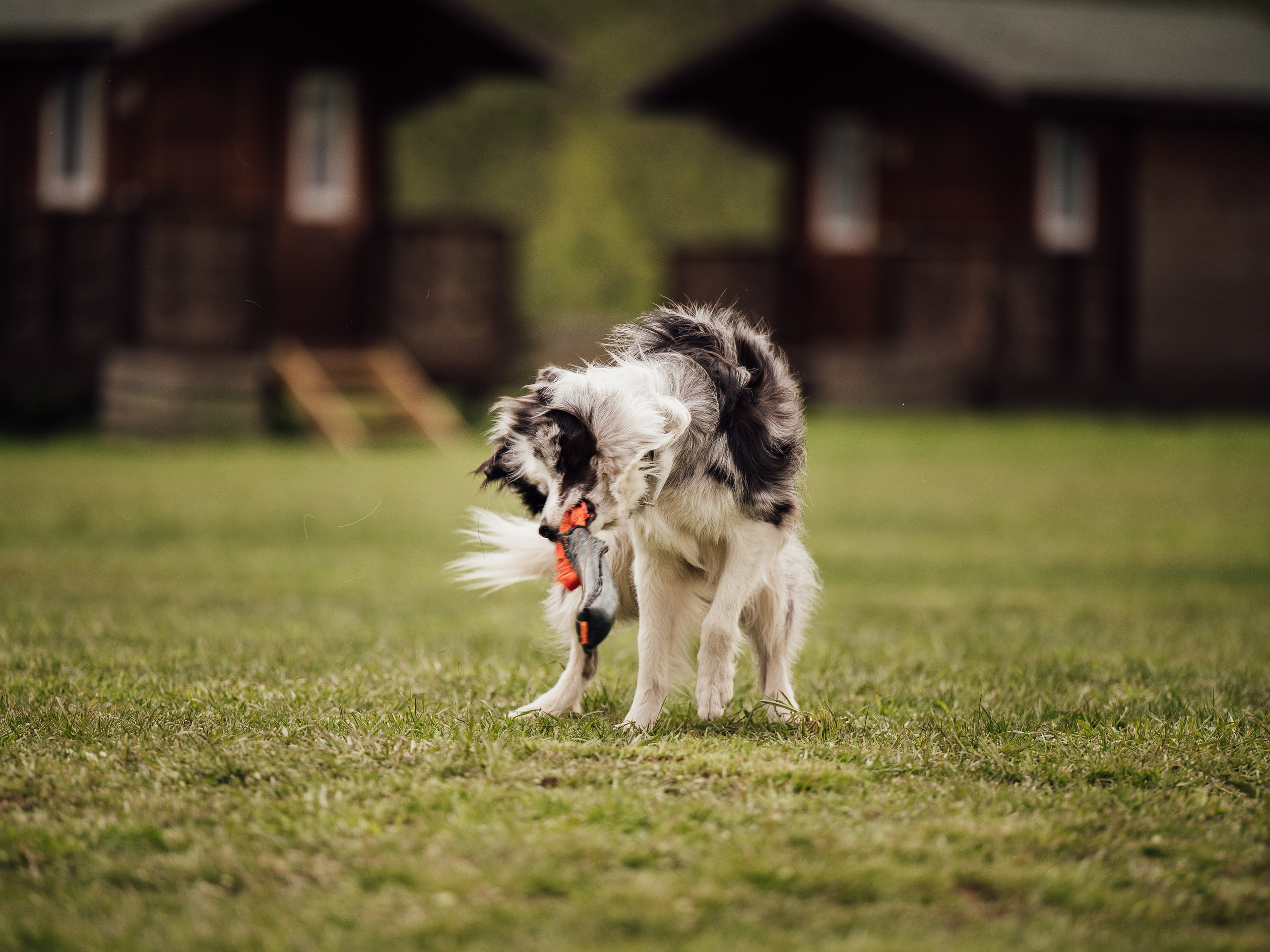 Обидиенс. Семейный фотограф анималист Ананьева Мария — Москва