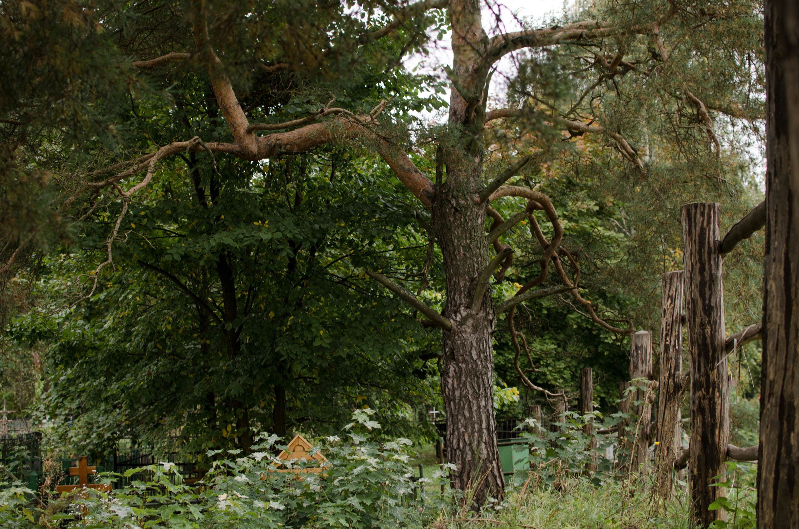 Бёхово. Лиза Фирстова — самый добрый фотограф