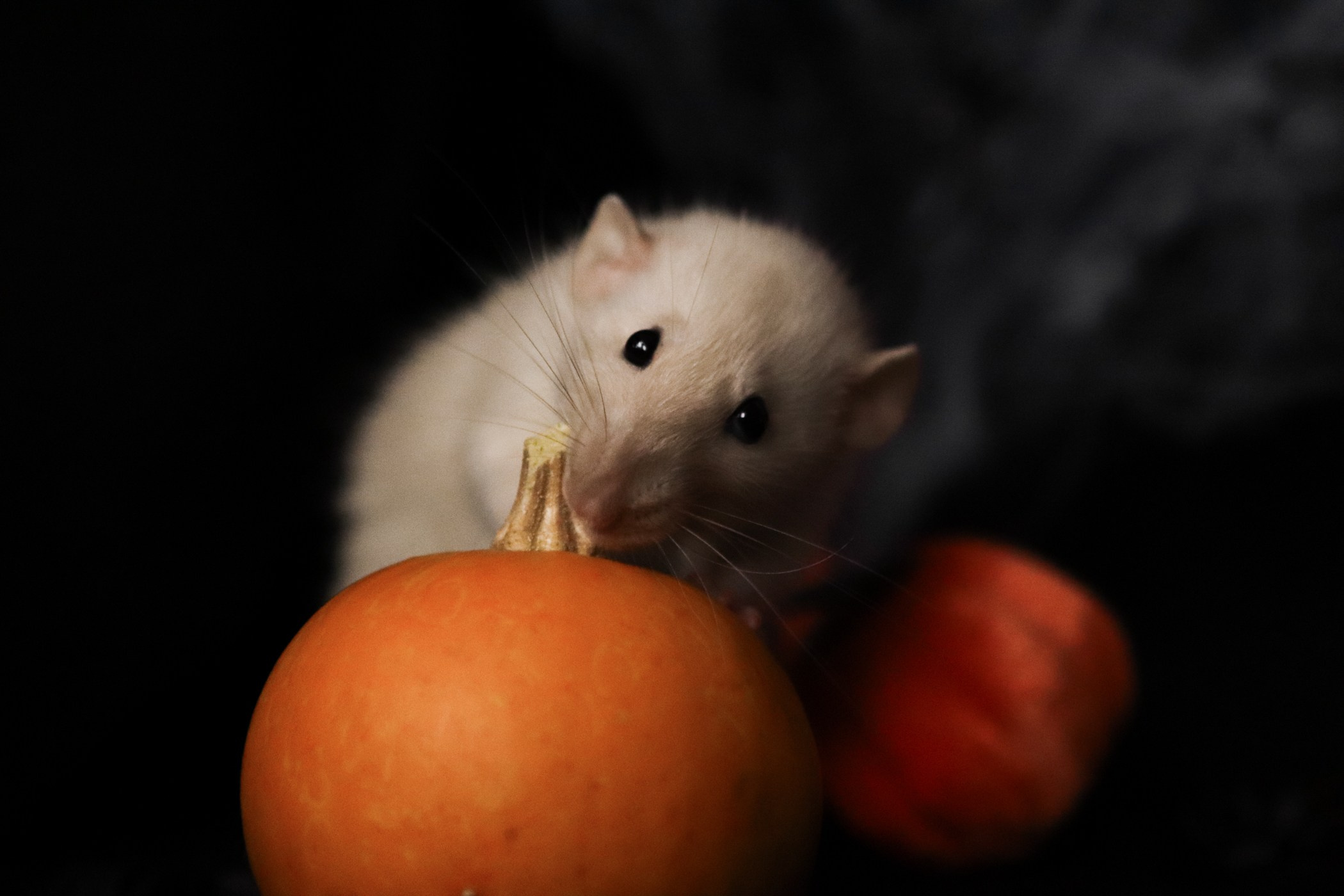 Грызуны. Фотограф-анималист Полина Колкова | Москва