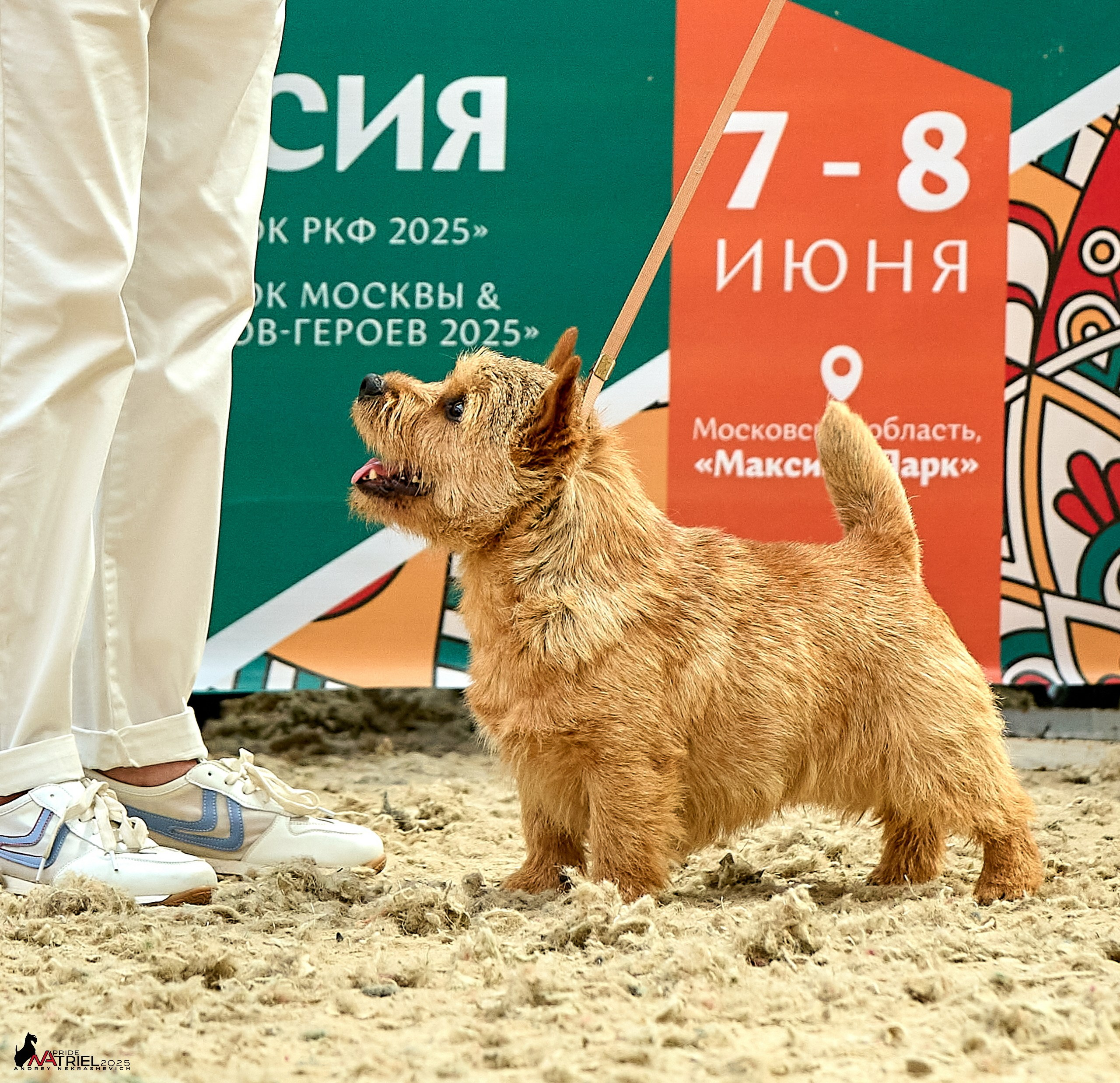 Выставка собак РОССИЯ — 2025