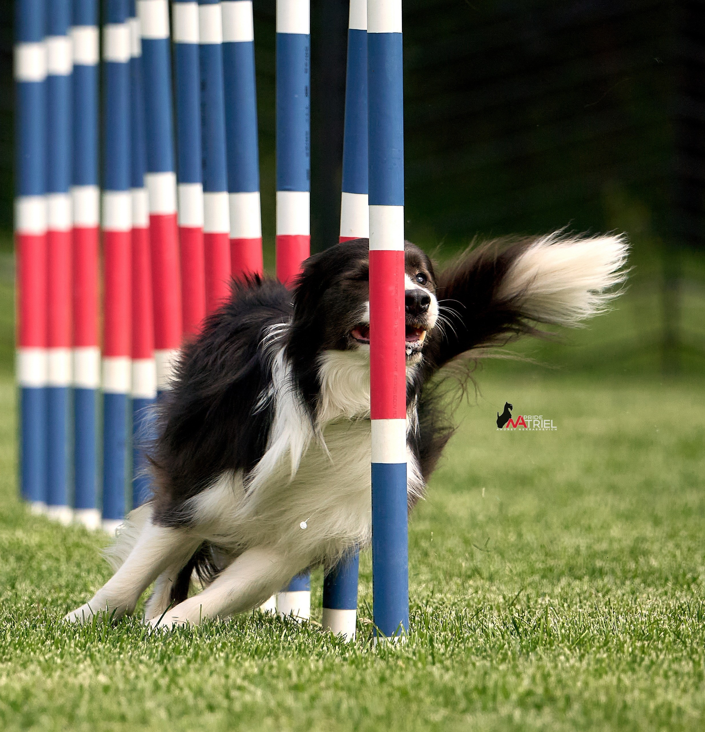 Аджилити — галерея NATRIEL