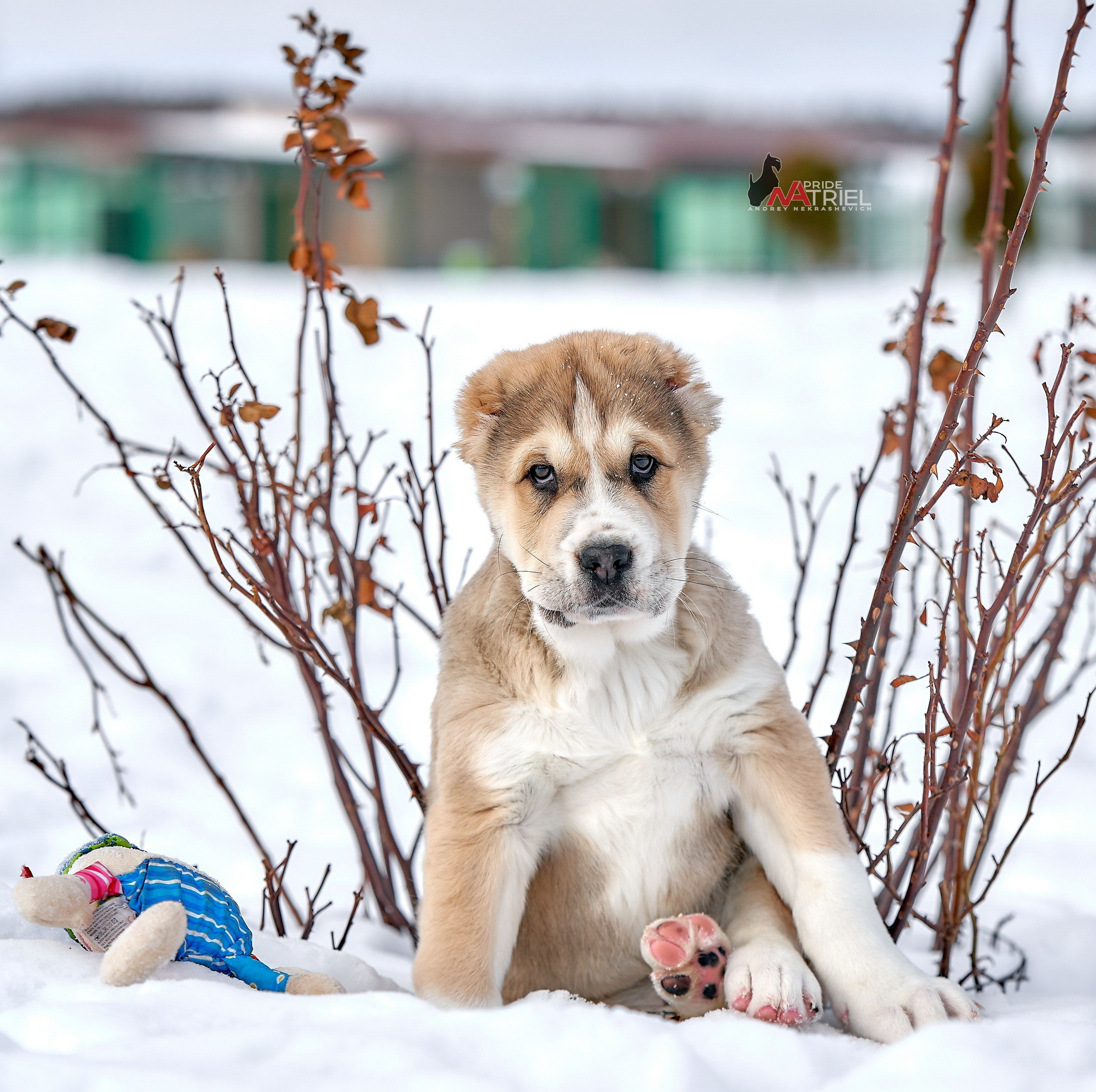 Щенки на прогулке — галерея NATRIEL